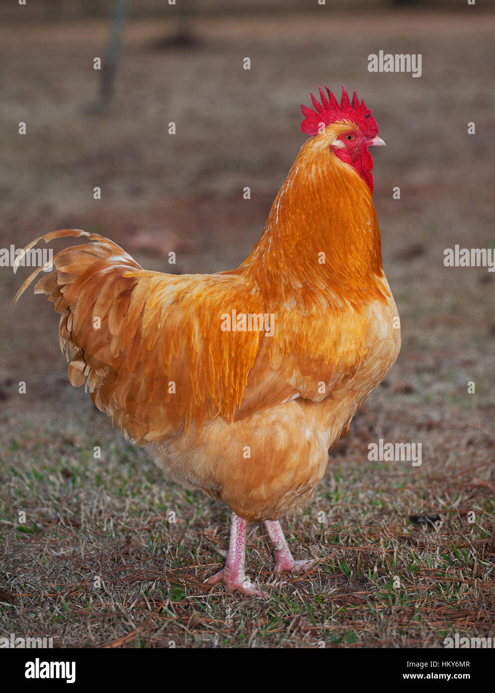 Orange Chicken Hahn, das aussieht wie es geht zu Krähen Stockfotografie ...