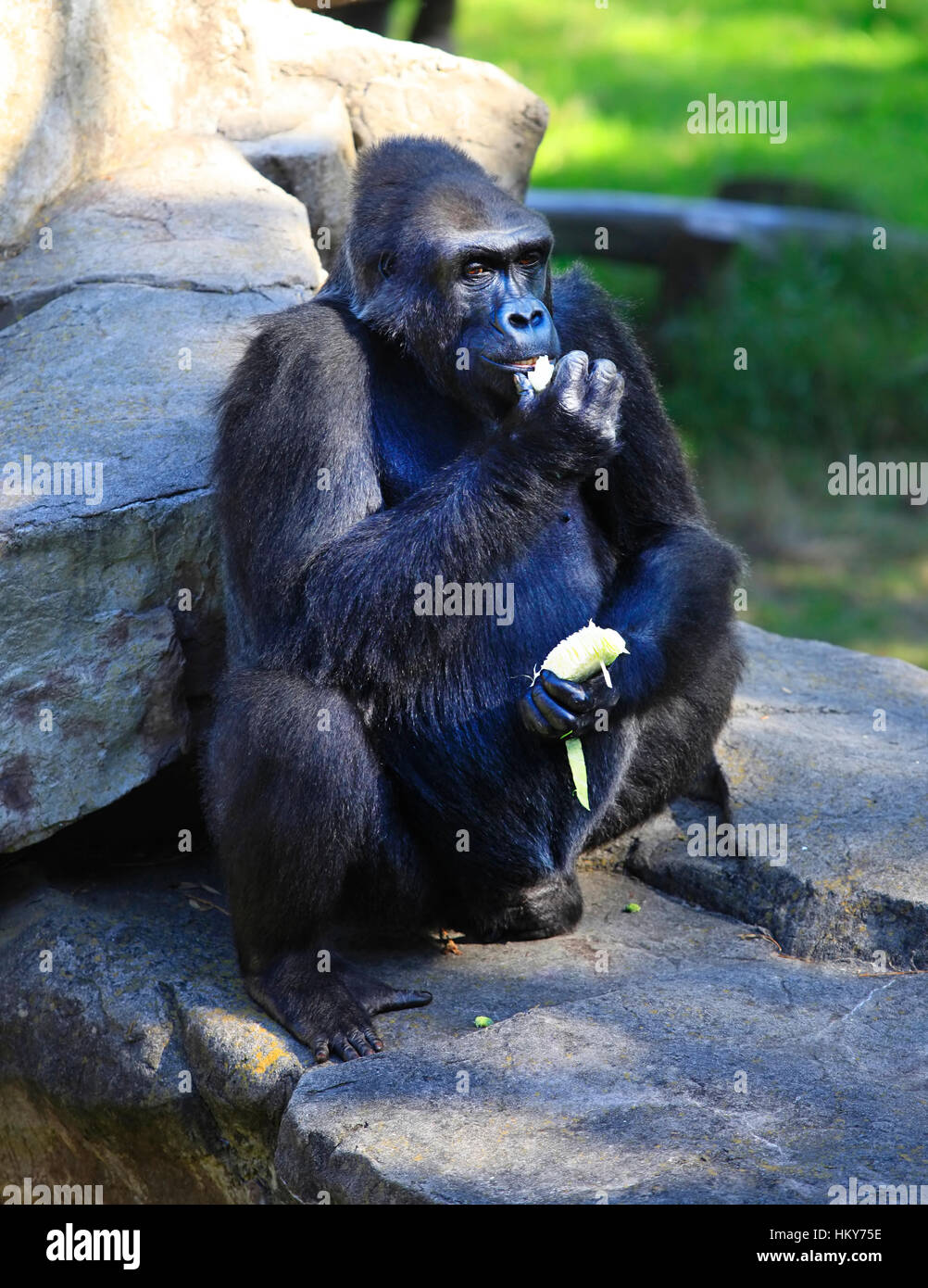 Gorilla essen Kohl im Zoo von San Francisco Stockfoto