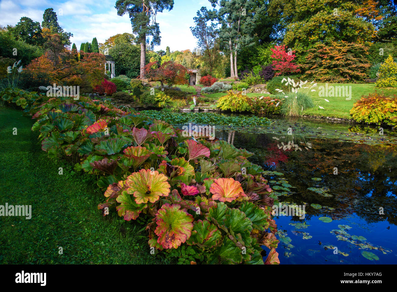 Gunnera Farbsäume am See in der Tempelgarten im Herbst, Cholmondeley Castle Garden, Cheshire Stockfoto
