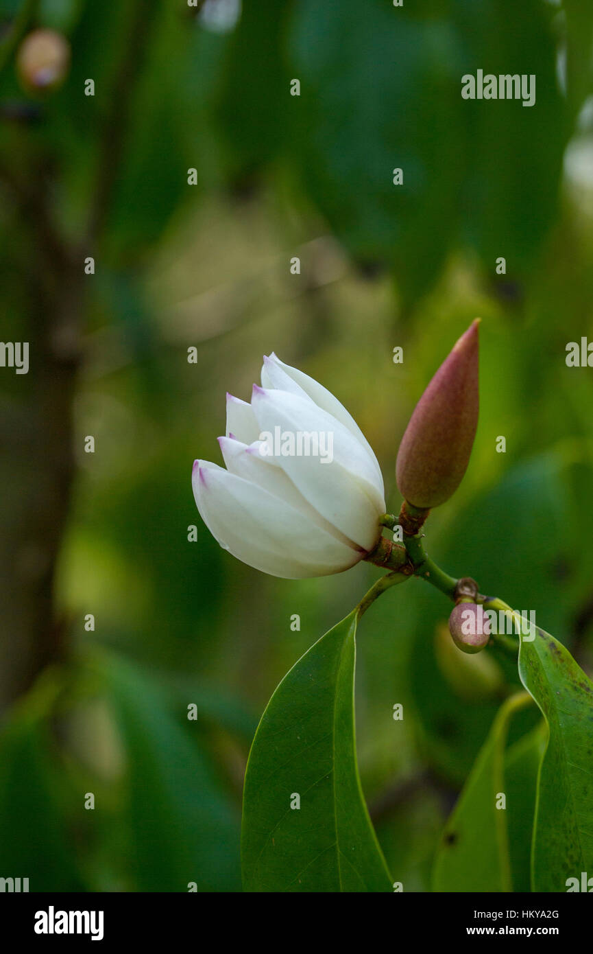 Magnolia Maudiae "Touch of Pink" Stockfoto