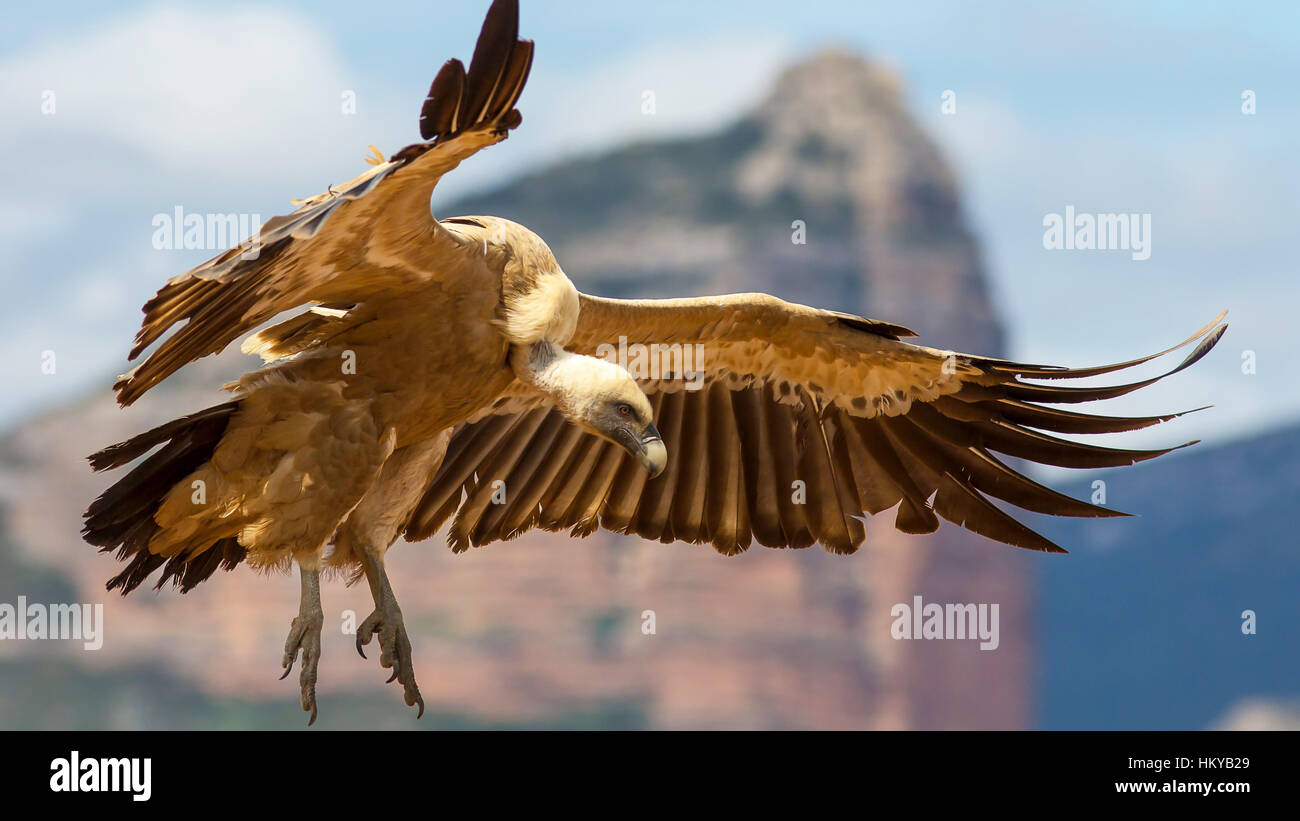 Einen majestätischen Gänsegeier Stockfoto