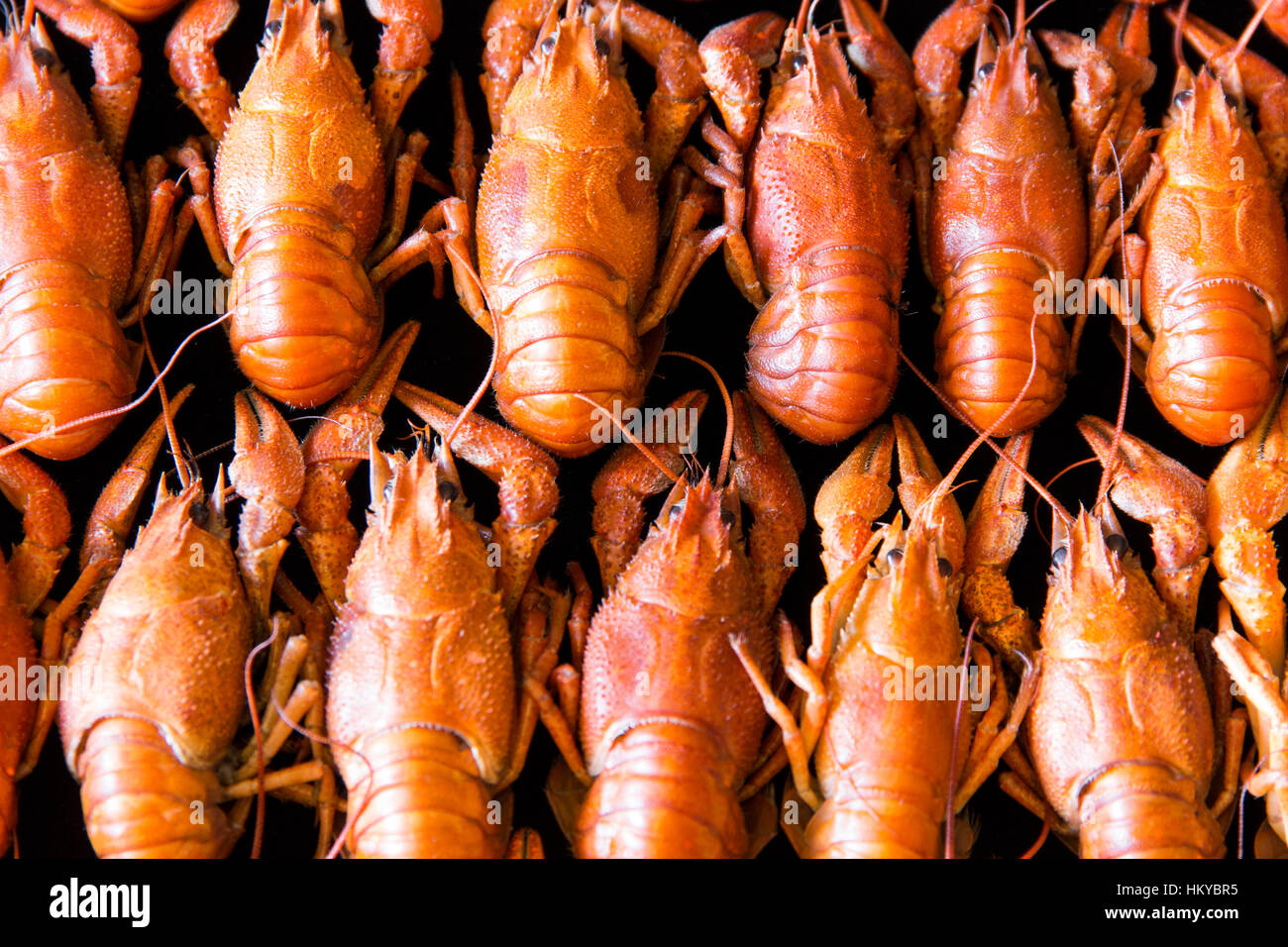 Foto der Hintergrund mit roten gekochten Langusten Stockfoto