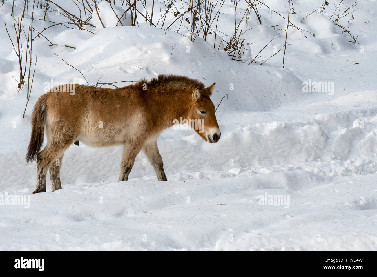 Przewalski-Pferd (Equus Ferus Przewalskii) ursprünglich aus den Steppen der Mongolei, Zentralasien im Schnee im winter Stockfoto