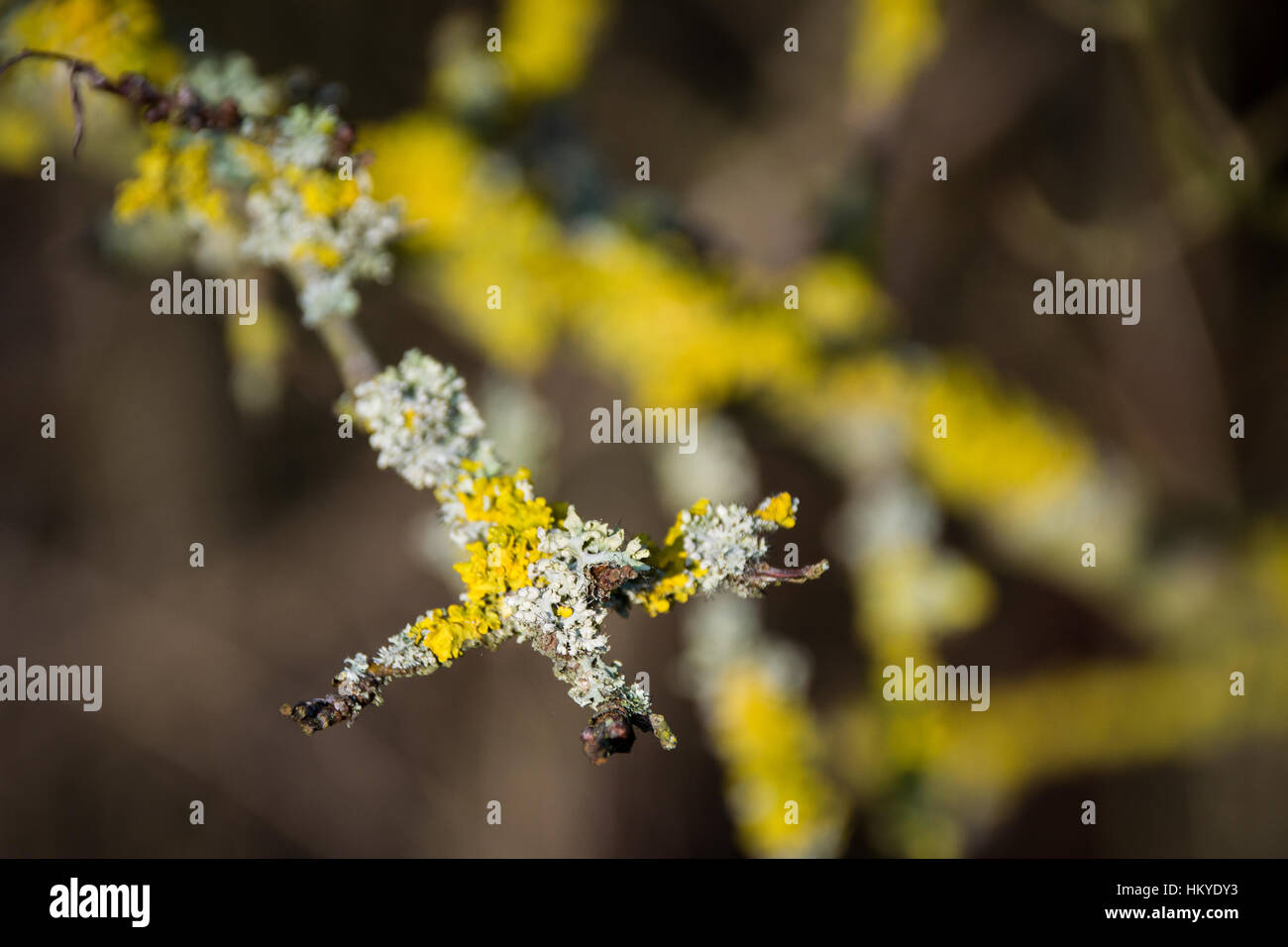 Gelben und grünen Flechten auf einem Ast im winter Stockfoto