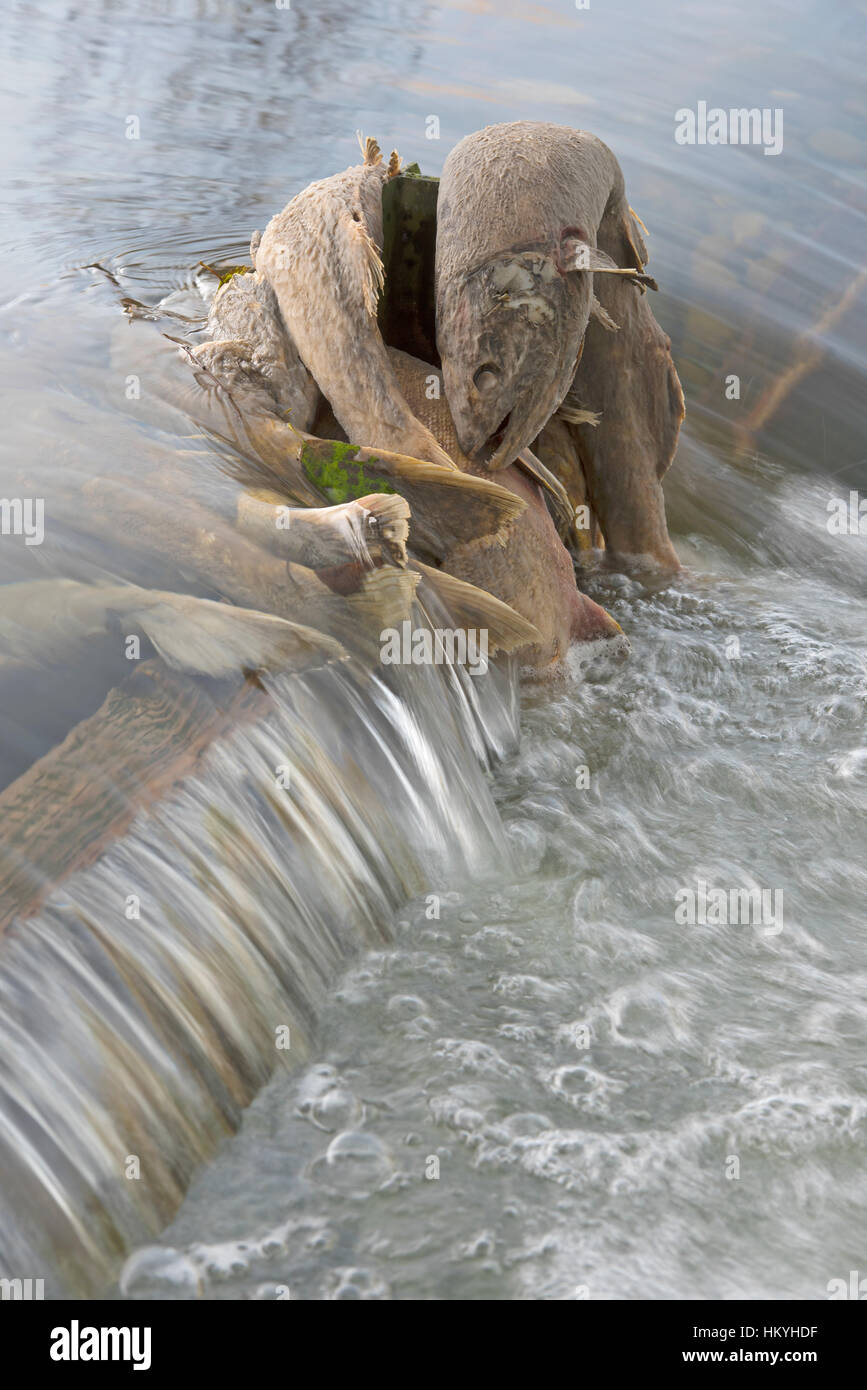 Herbst Lauf von Chum Salmon, sie laichen und dann sterben sie, Qualicum Vancouver Island, BC. Kanada Stockfoto