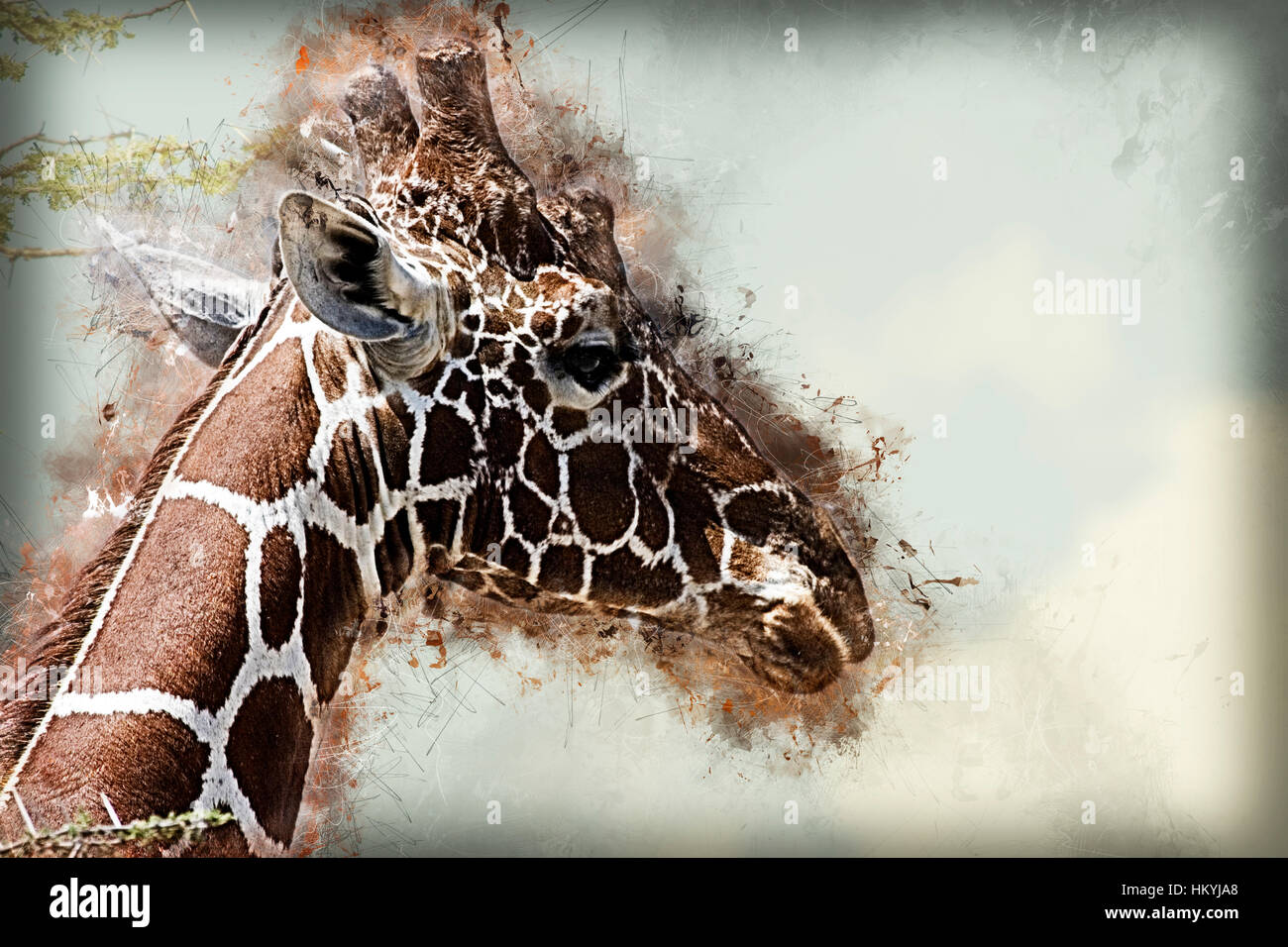 Digital Imagegewinn retikuliert Giraffe (Giraffa Plancius Reticulata) Bilder aus dem Monat in Kenya, Samburu National Reserve, im Februar Stockfoto