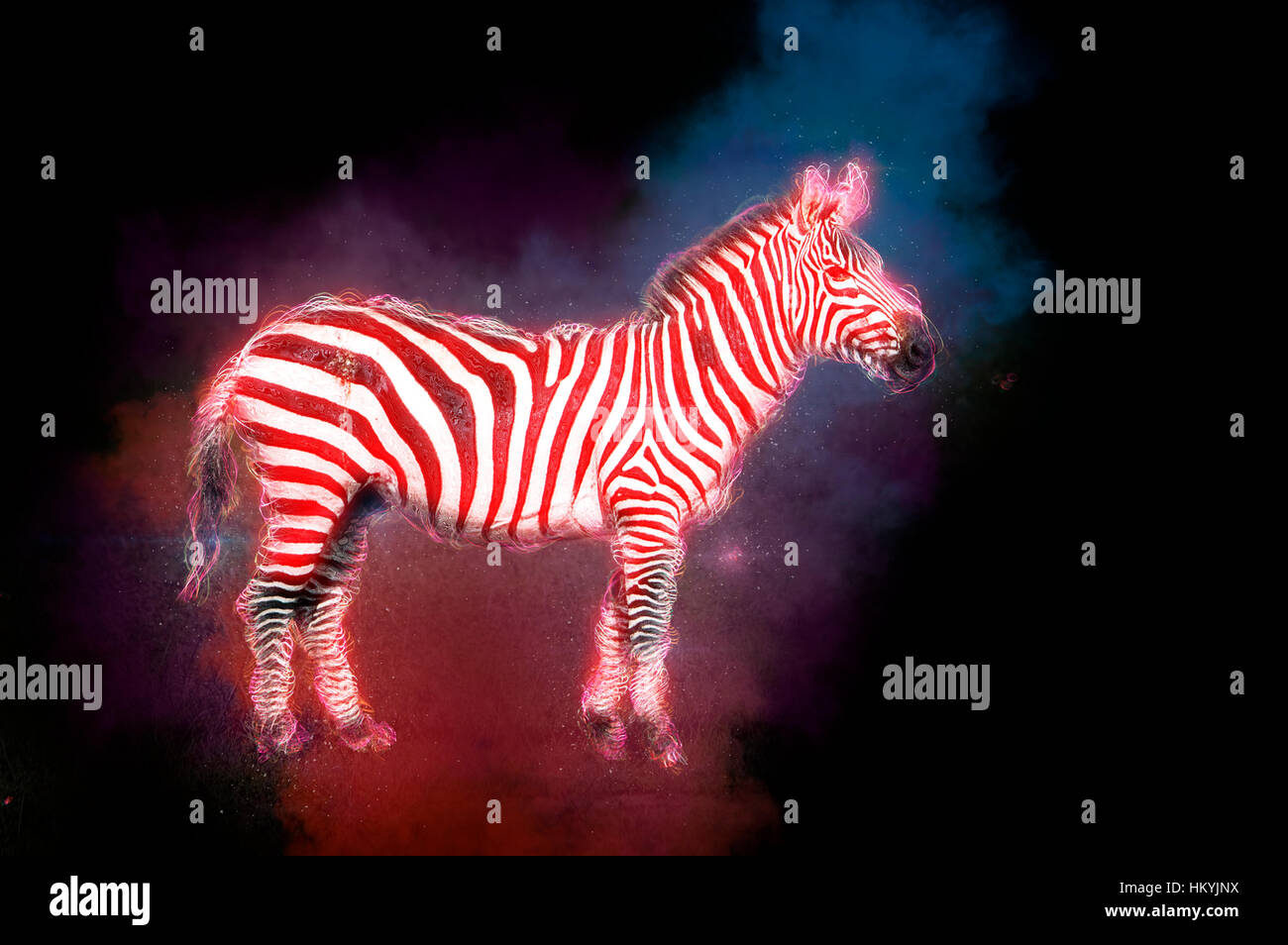 Digital Imagegewinn eine gemeinsame Zebra oder Ebenen Zebra (Equus Granti) fotografiert in Kenia, Masai Mara Stockfoto