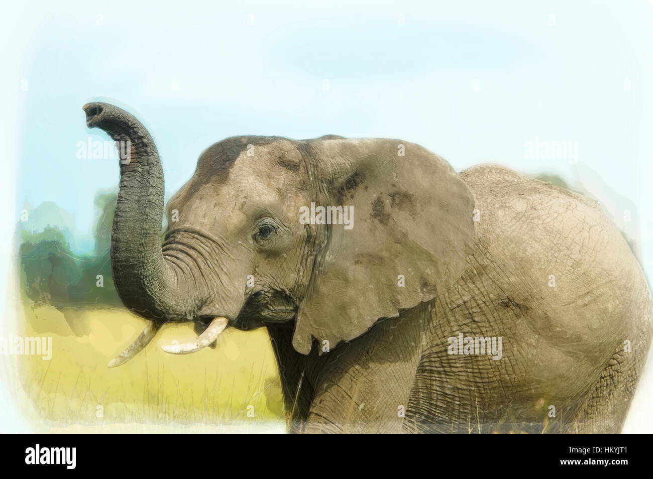 Digital Bild einer engen erweitert sich eines afrikanischen Elefanten mit erhöhten erhöhten Stamm. Fotografiert in Kenia, Masai Mara reserve Stockfoto