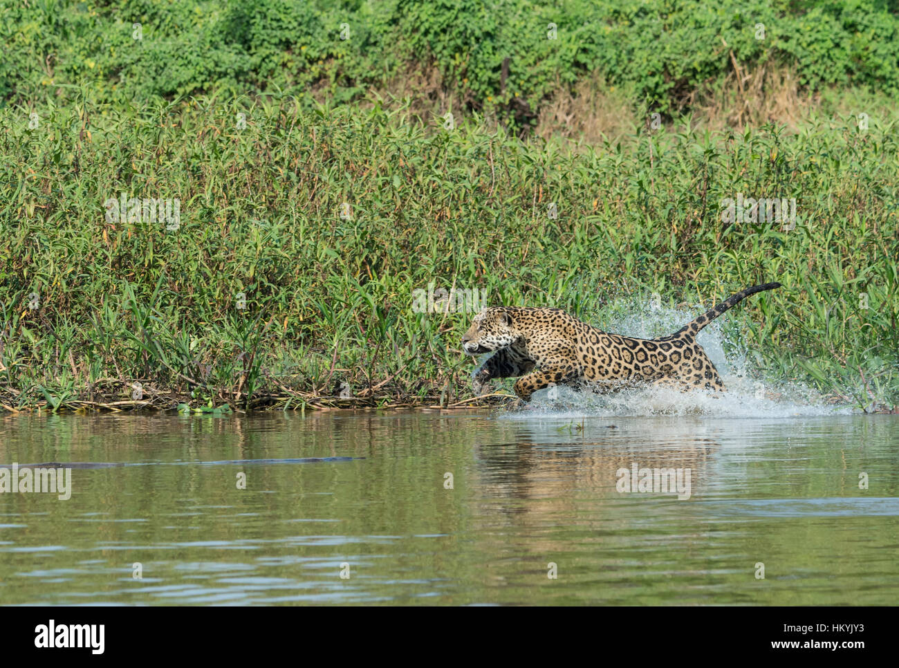 Männliche Jaguar (Panthera Onca) laufen und jagen, Cuiaba Fluss, Pantanal, Mato Grosso, Brasilien Stockfoto