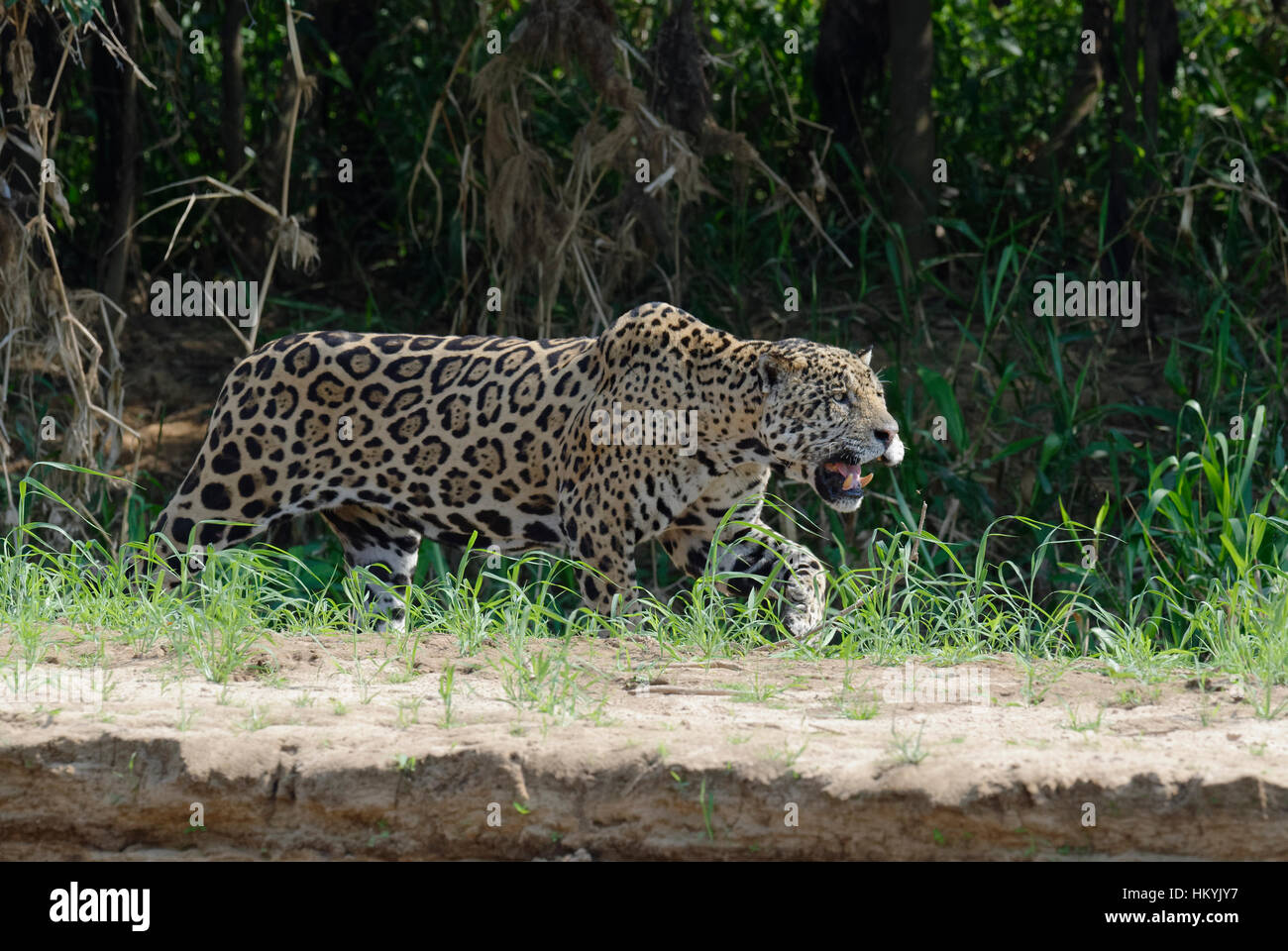 Männliche Jaguar (Panthera Onca) stalking, Cuiaba Fluss, Pantanal, Mato Grosso, Brasilien Stockfoto