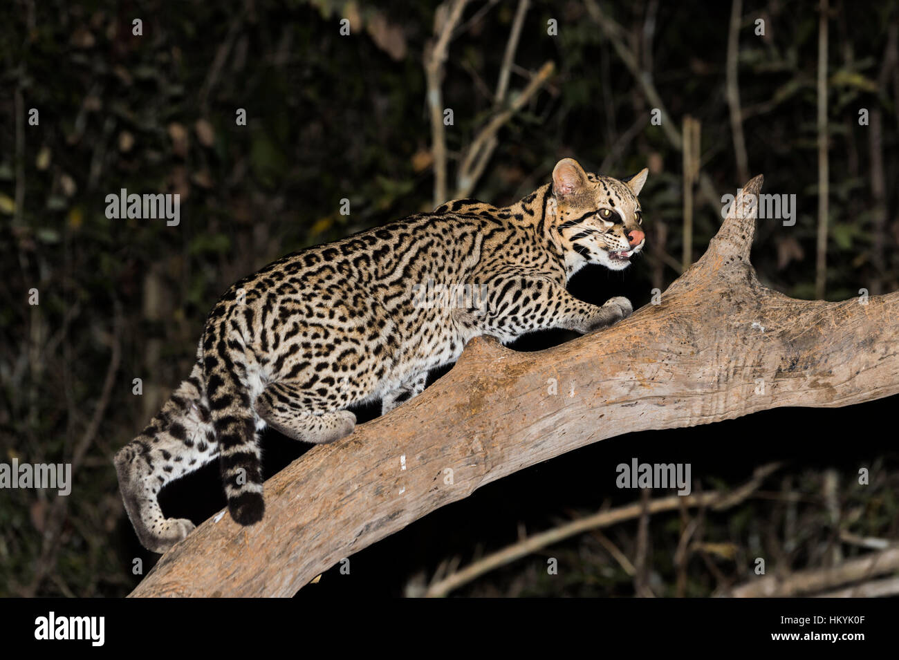 Ozelot (pardalis Pardalis) in der Nacht, Pantanal, Mato Grosso, Brasilien Stockfoto