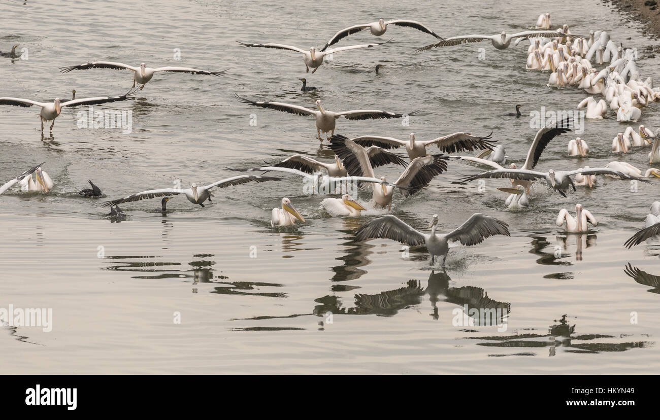 Große weiße Pelikane in Fressattacke mit einen Fischschwarm, in See Kerkini, Griechenland. Stockfoto