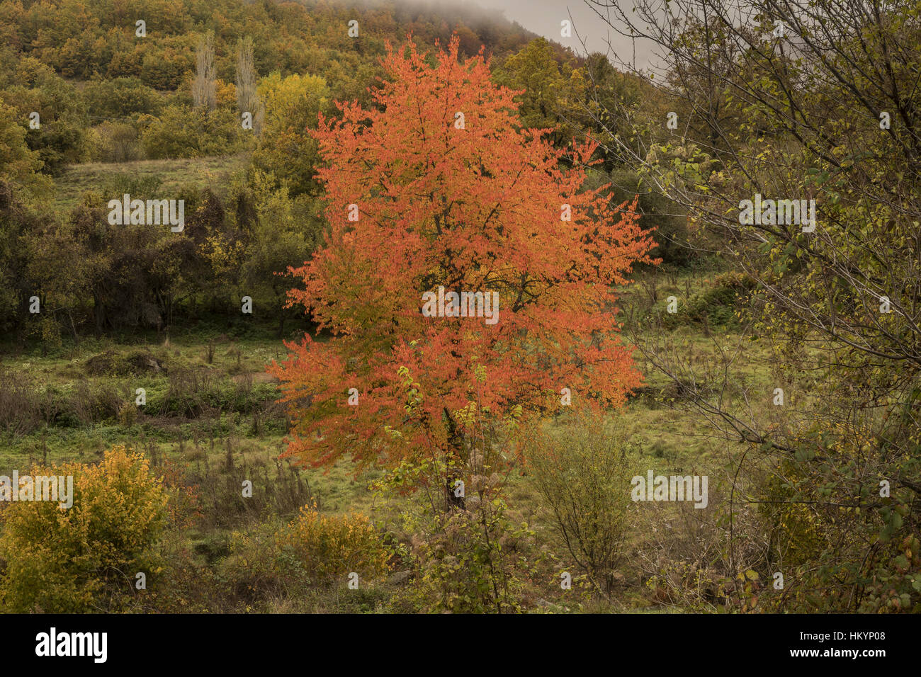 Kirschbaum in Herbstfärbung, Nord Griechenland angebaut. Stockfoto