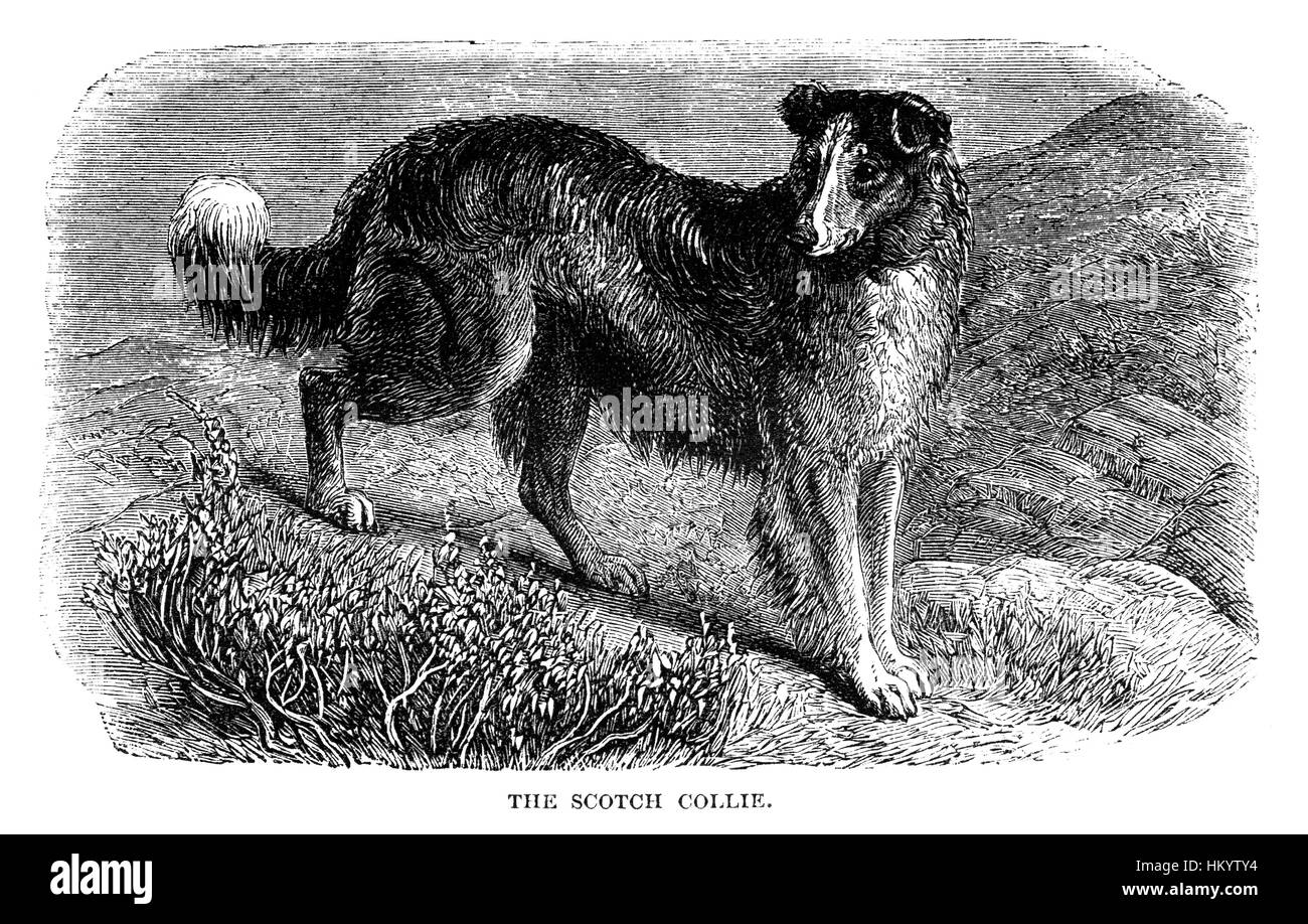 Scotch Collie Hund. 19. Jahrhundert veröffentlicht Gravur vom "beliebte Natural History" im Jahre 1866. Stockfoto