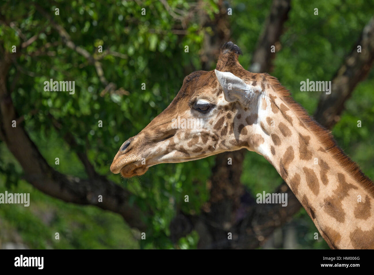Kordofan Giraffe oder Giraffe Antiquorum Stockfoto