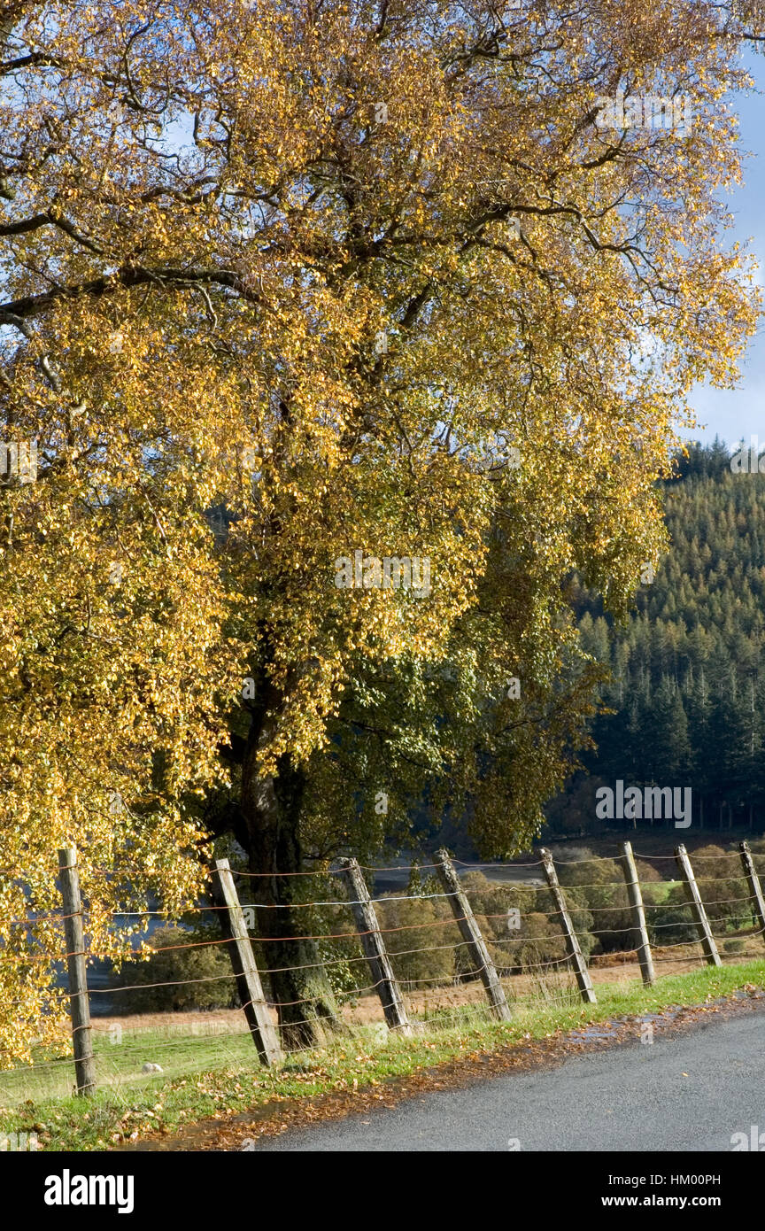 herbstliche Großbaum mit klapprigen am Straßenrand Zaun an sonnigen Tag Stockfoto