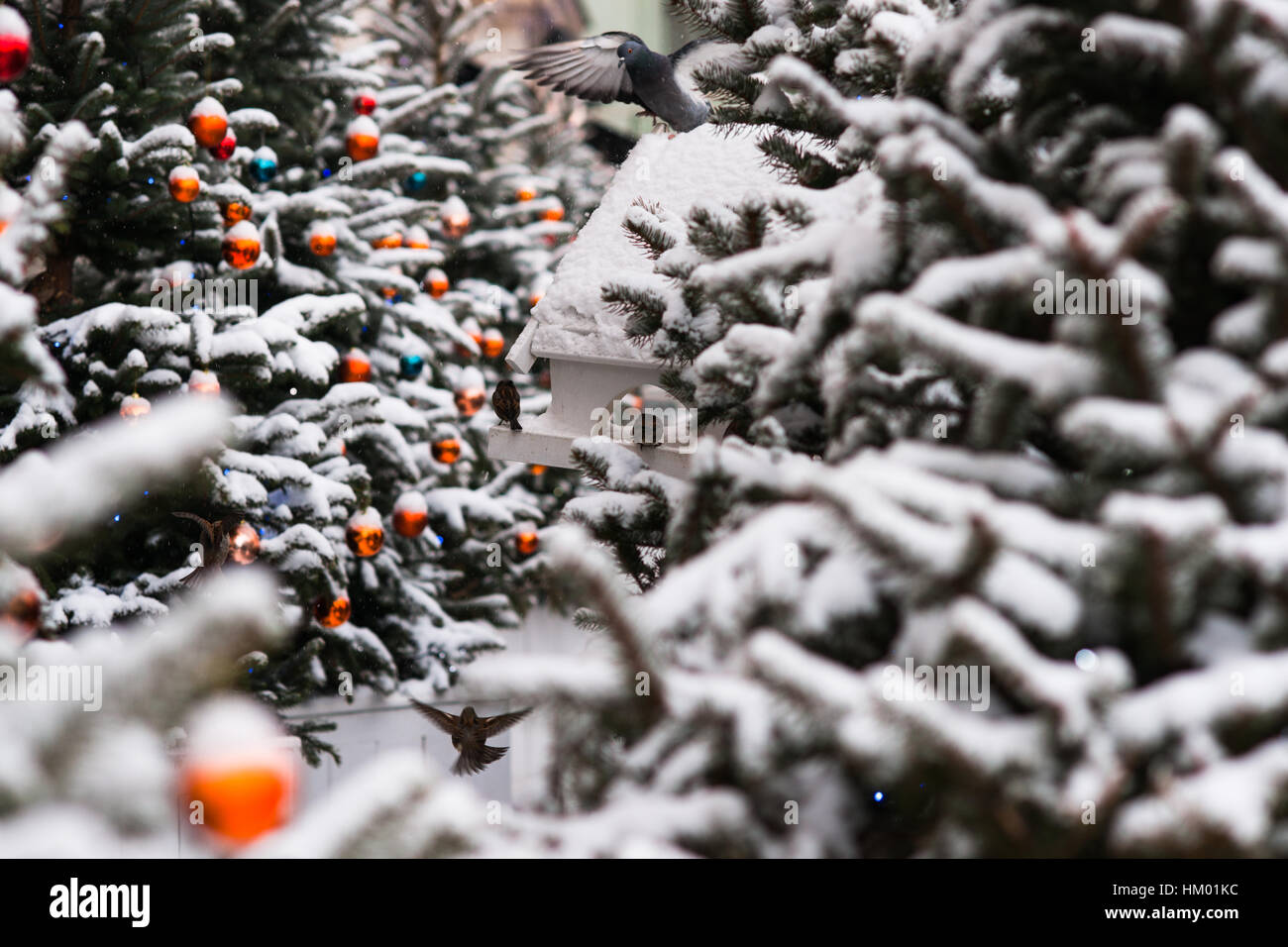 Schneebedeckten Fichten mit Orangen und blauen Kugeln für Weihnachten dekoriert. Einige Spatzen und gemeinsame Tauben durch das Futterhäuschen platziert unter der tr Stockfoto