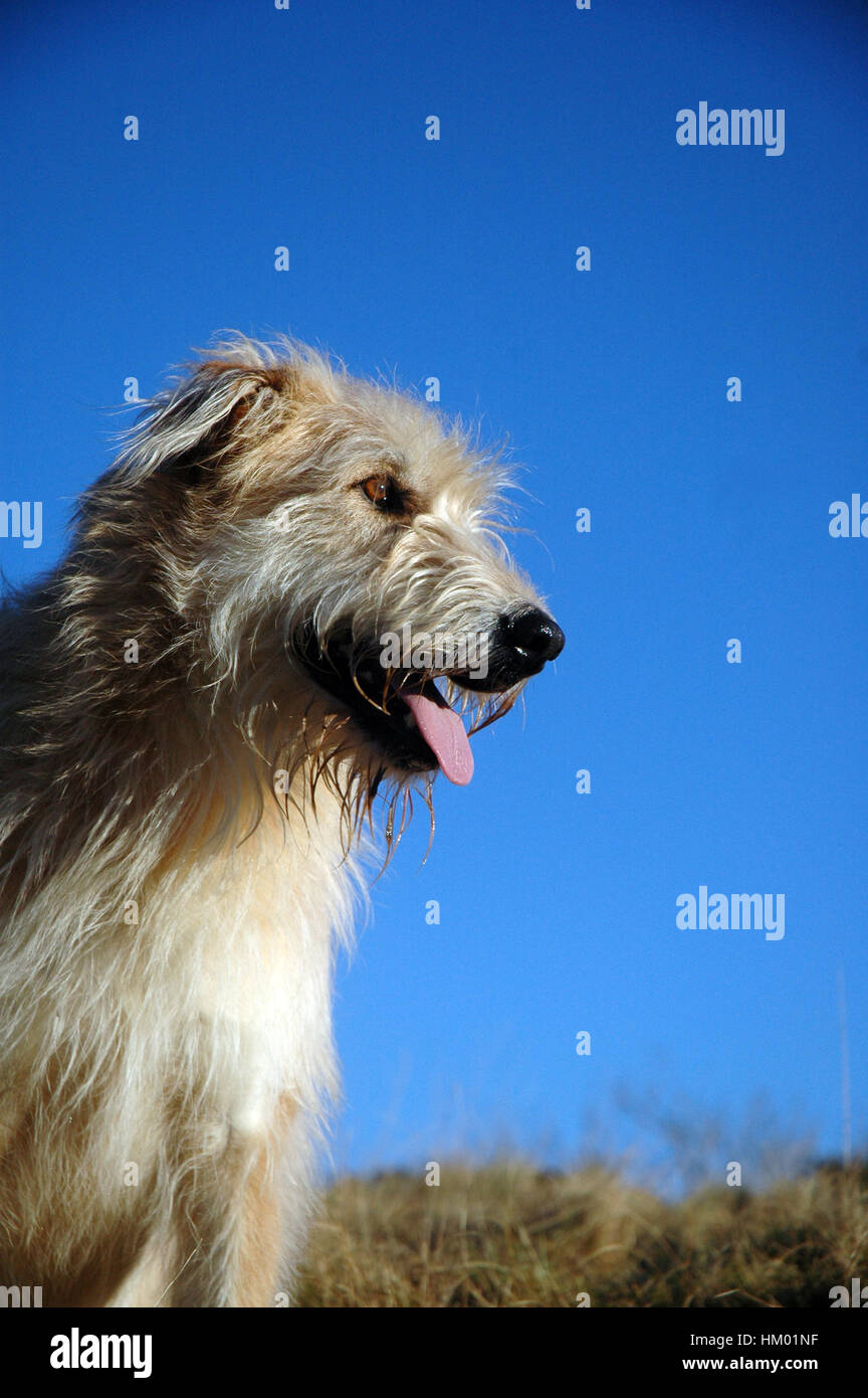 Porträt von scruffy Wolfshund Typ Hund mit Zunge hängen und mit einem klaren blauen Himmel Stockfoto
