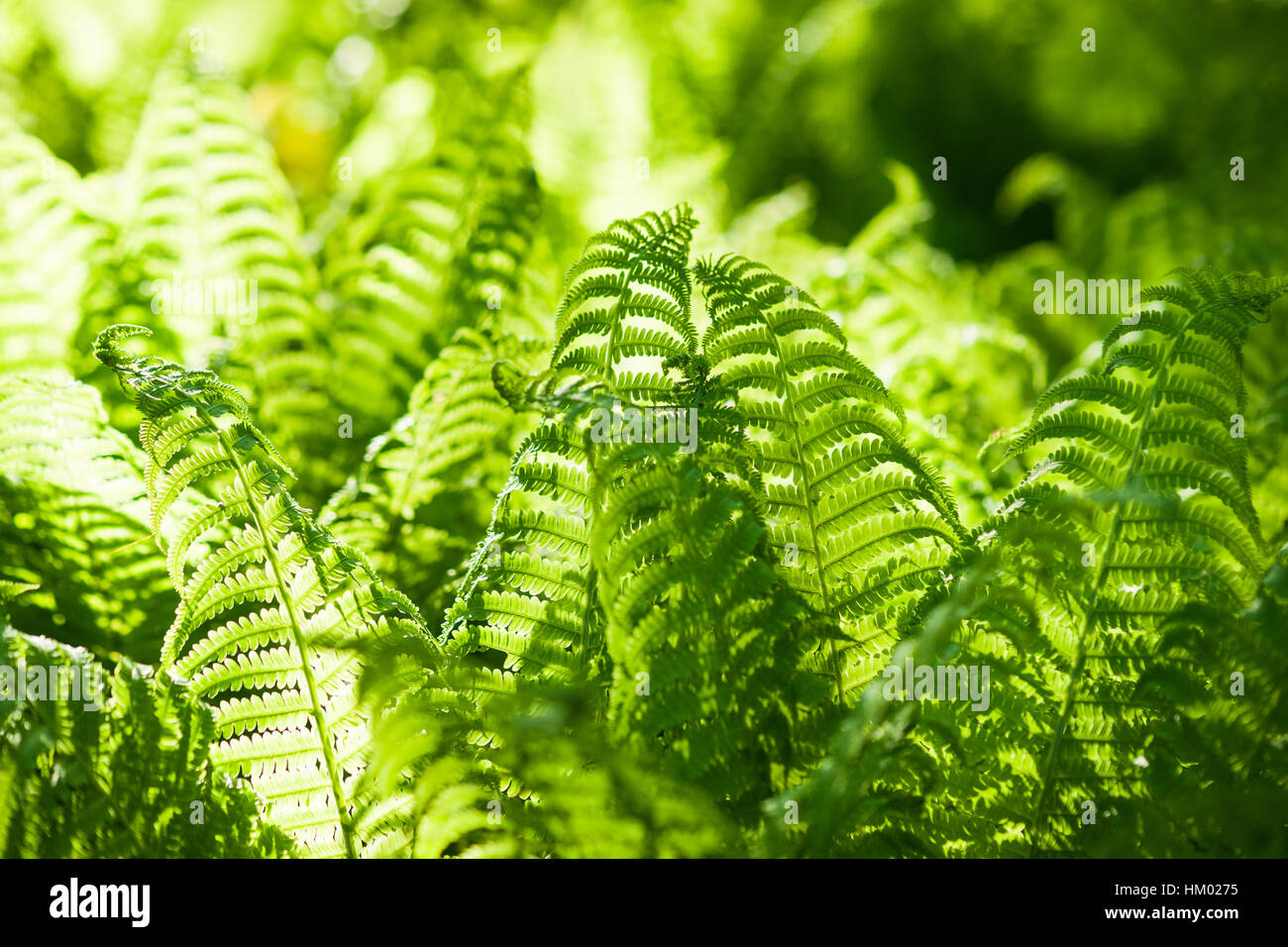 Details der Farn Gräser in den Frühlingswald. Sonnendurchflutete Frischpflanzen, Reihe grüne Farben, spielen Licht und Schatten. Stockfoto