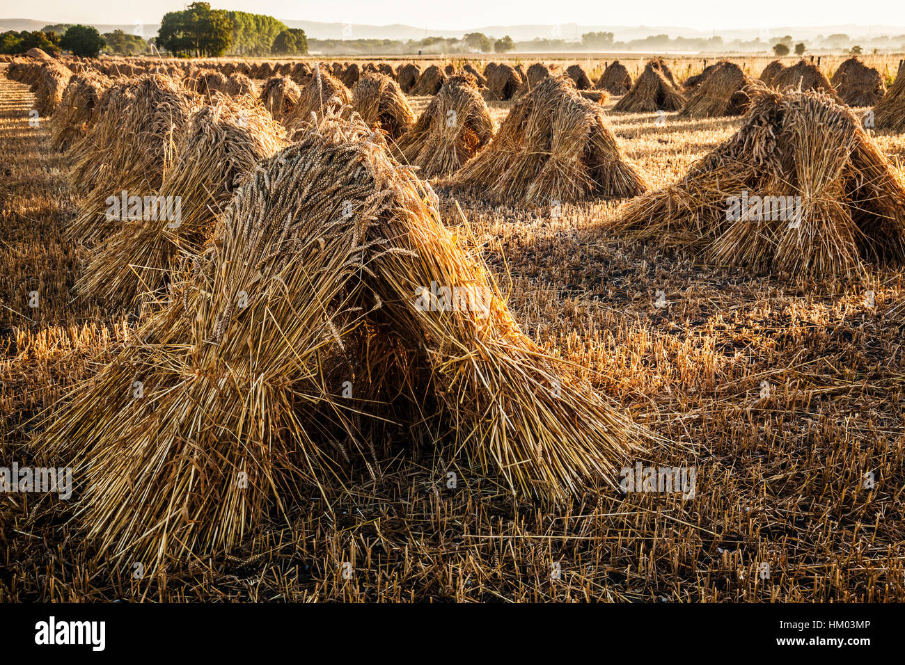 Traditionelle Stooks von Weizen in einem Feld in Wiltshire, UK. Stockfoto