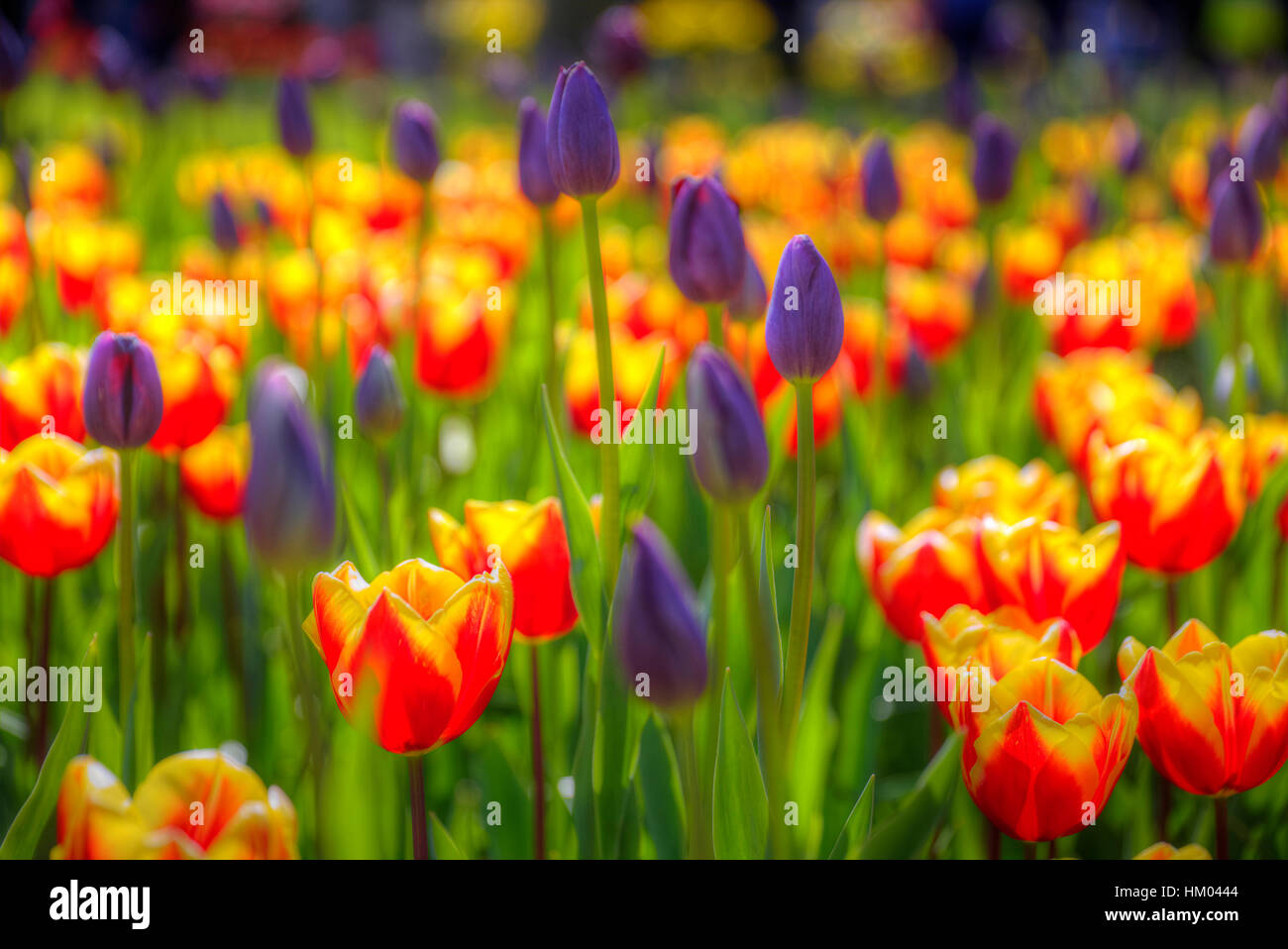 gelbe Tulpen blühen im Frühjahr Feld in Holland Stockfoto