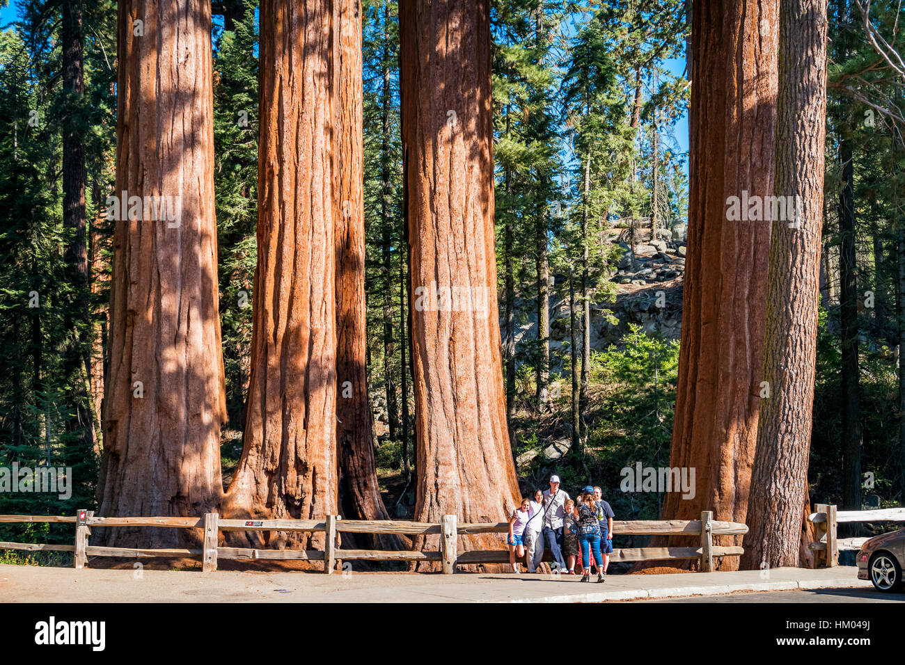 Familie nimmt Bilder vor gigantischen Sequoia Bäumen im Grant Grove im Kings Canyon Nationalpark, Kalifornien, USA. Stockfoto