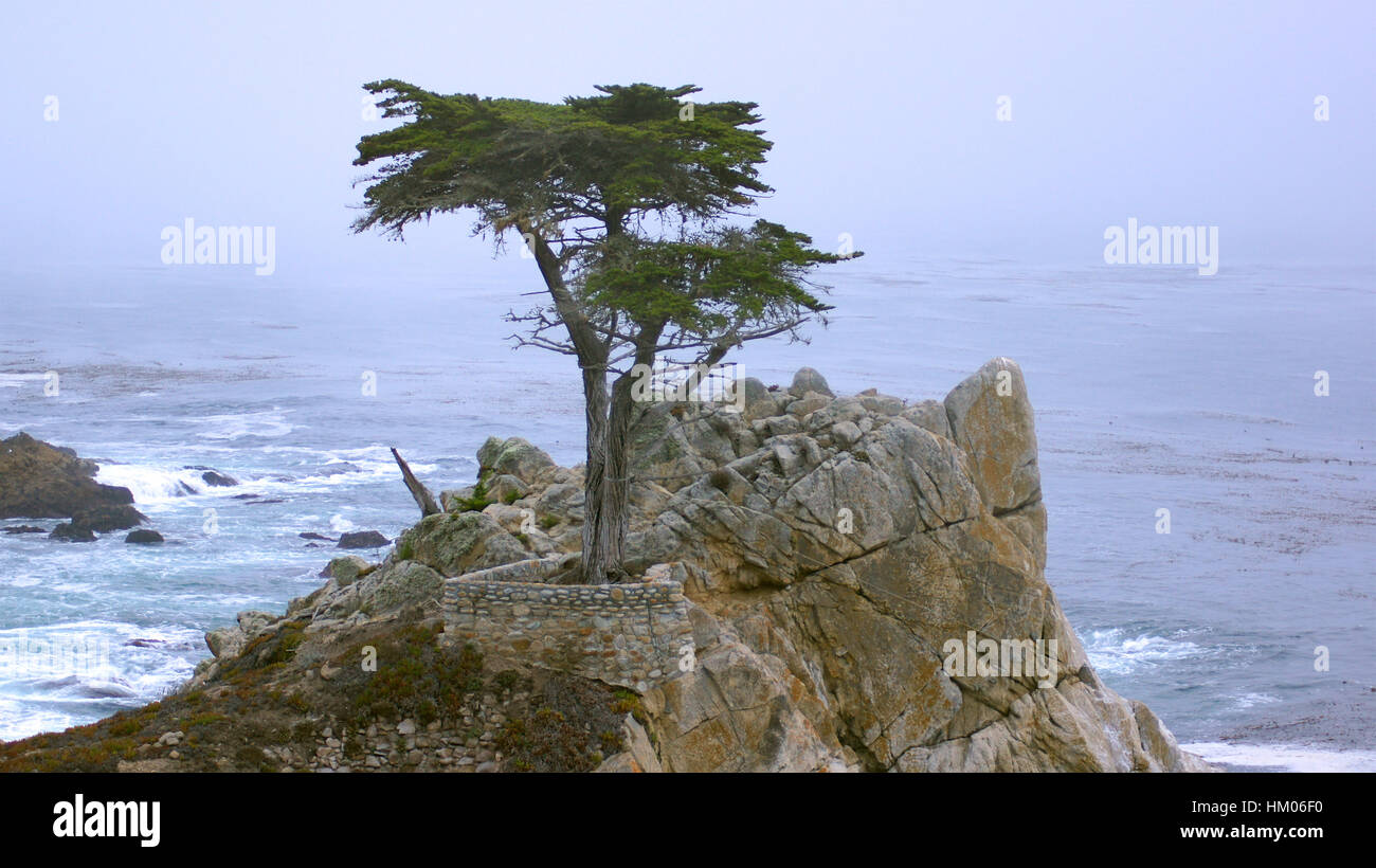 MONTEREY, Kalifornien, Vereinigte Staaten - 6. Oktober 2014: The Lone Cypress, gesehen von der 17 Mile Drive in Pebble Beach, CA USA, entlang der Pazifikküste-Landstraße, malerischen Blick Highway Nr. 1 Stockfoto