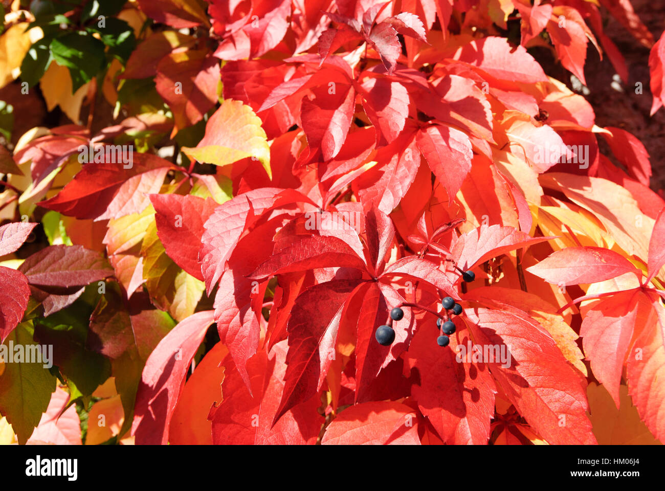 : Herbstliche Färbung, Laub, Niederösterreich, Niederösterreich, Österreich Stockfoto