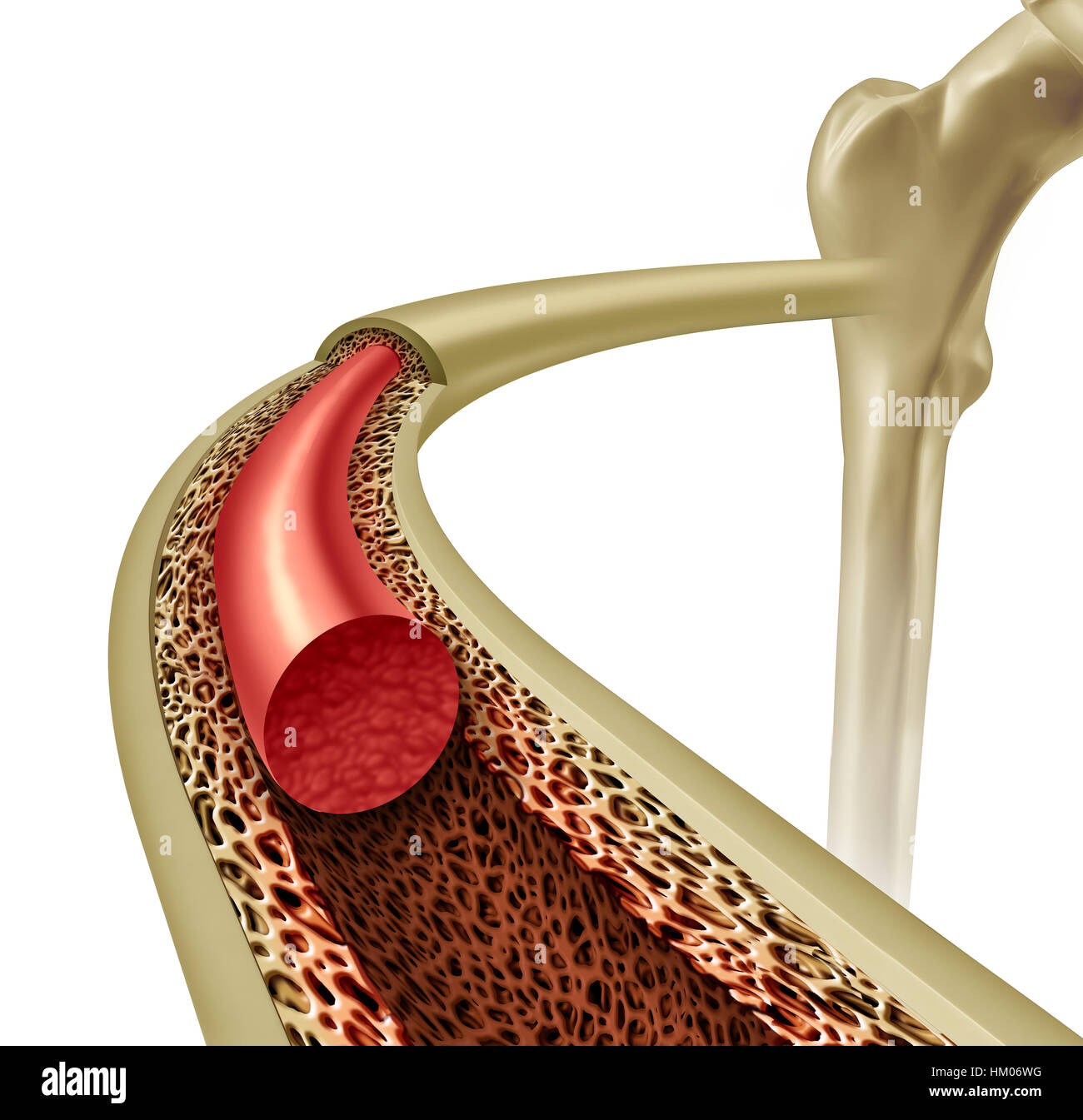 Knochenmark-Gesundheit und Osteoporose-Konzept innerhalb einer gesunden Anatomie mit starken Normalgewebe als Symbol für orthopädische und ein Orthopäde mit 3D il Stockfoto