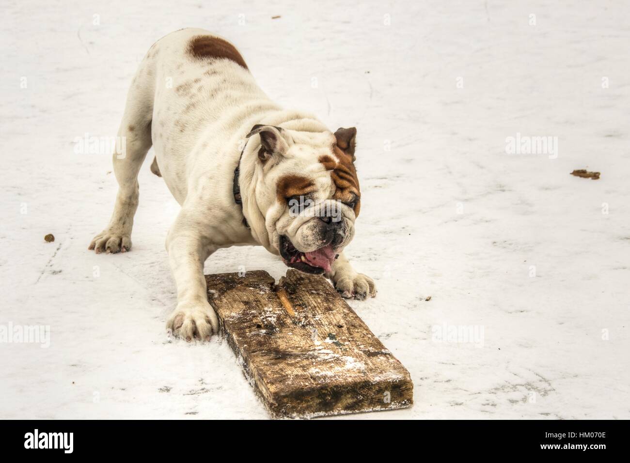 Serbien - englische Bulldogge Spaß auf einem zugefrorenen See Sava Stockfoto