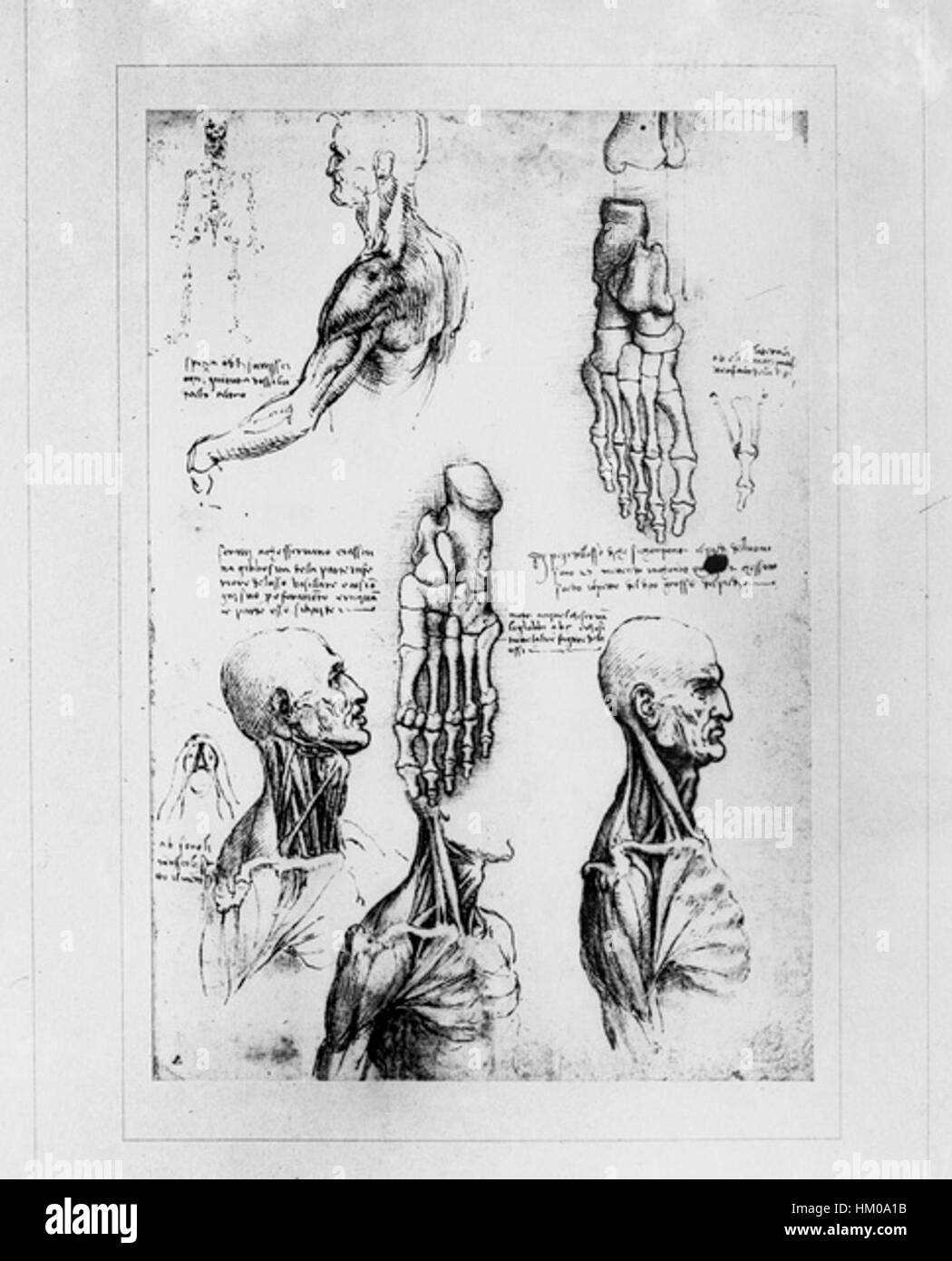 Leonardo anatomische Studien Stockfoto