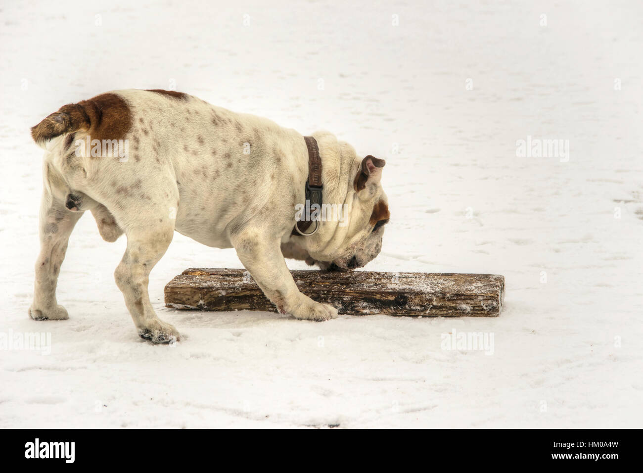 Serbien - englische Bulldogge Spaß auf einem zugefrorenen See Sava Stockfoto