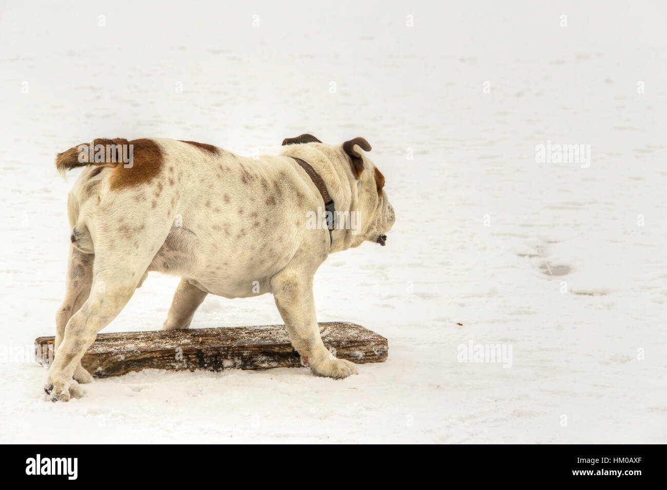 Serbien - englische Bulldogge Spaß auf einem zugefrorenen See Sava Stockfoto