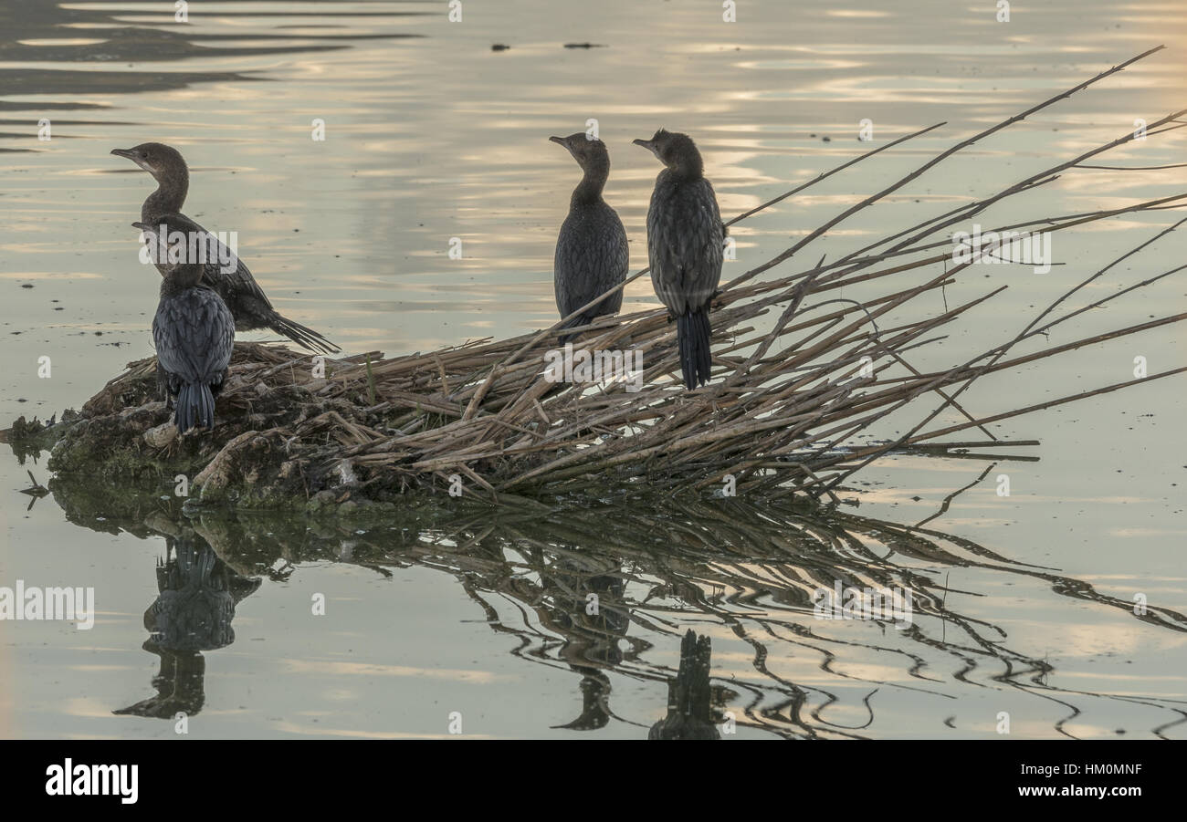 Pygmy Kormorane, Microcarbo Pygmeus Kleingruppen im Herbst auf schwimmenden Vegetation, See Kastoria, Nord-Griechenland. Stockfoto