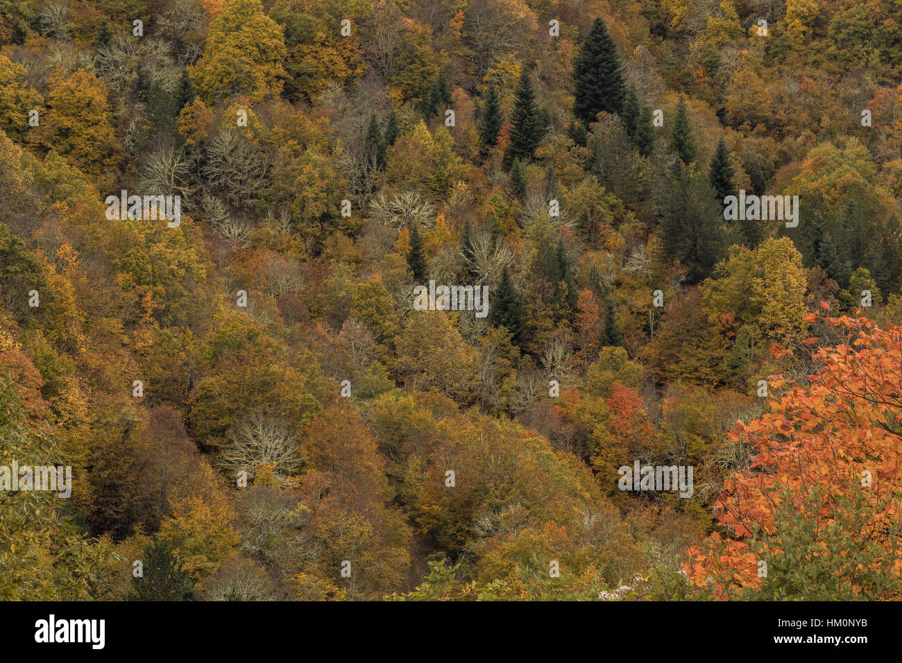 Herbst im Norden Pindos-Gebirge, mit italienischen Ahorn im Vordergrund, südlich von Nestorio, Nordwest-Griechenland. Stockfoto