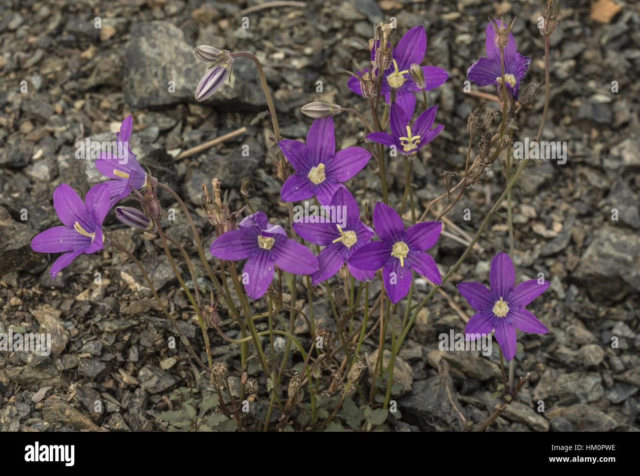 Hawkins Glockenblume, Campanula Hawkinsiana - auf Serpentingestein, Nordwest-Griechenland. Stockfoto