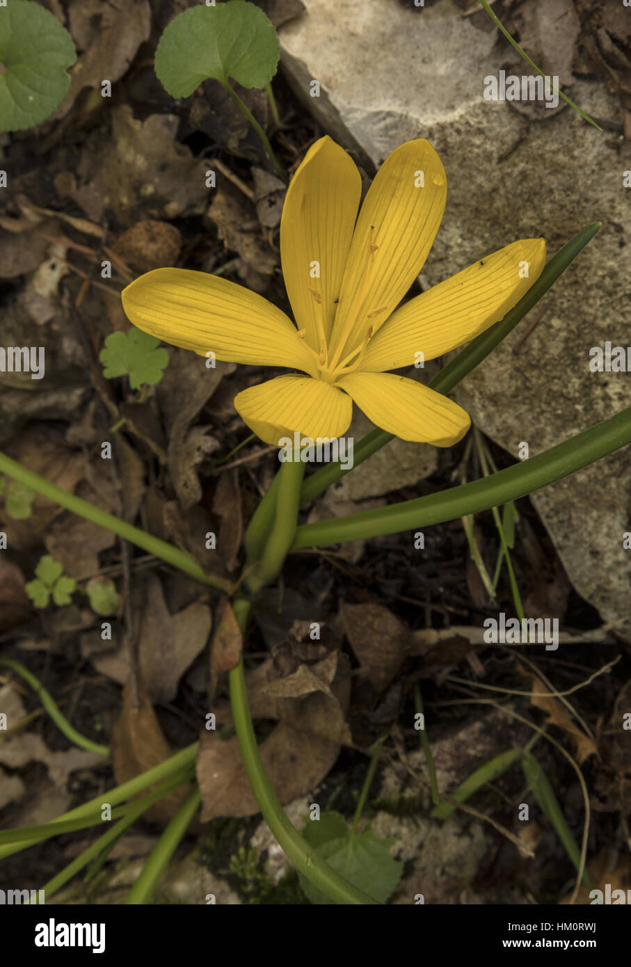 Ein Winter-Narzisse, Sternbergia Sicula in Blüte in hellen Wäldern, Vikos-Schlucht, Nord-Griechenland Stockfoto