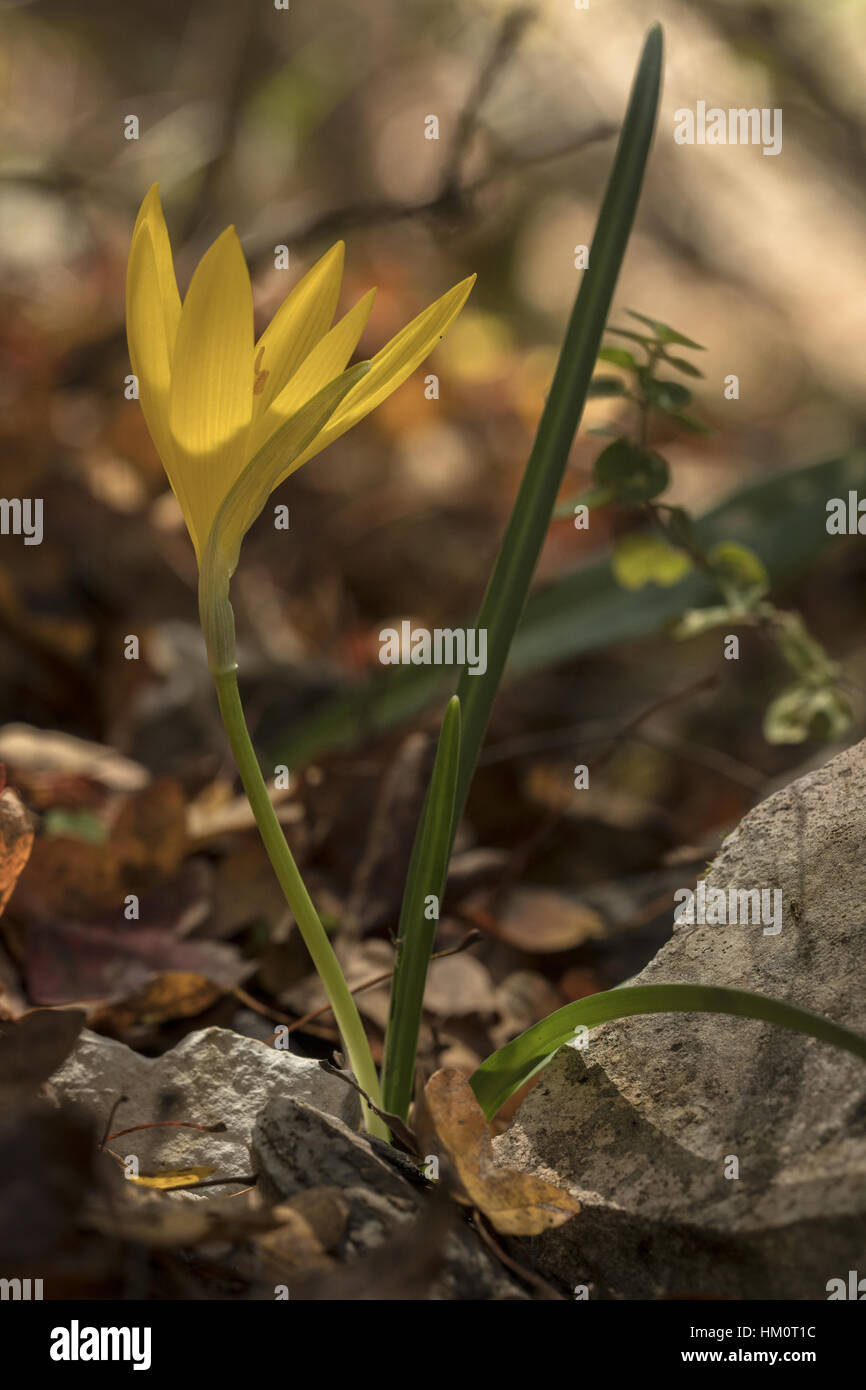 Ein Winter-Narzisse, Sternbergia Sicula in Blüte in hellen Wäldern, Vikos-Schlucht, Nord-Griechenland Stockfoto