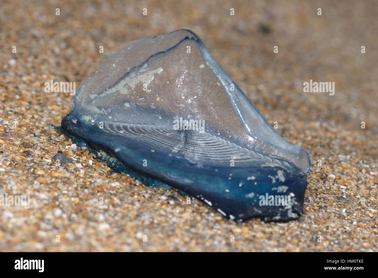Velella Velella Stockfotos Und Bilder Kaufen Alamy