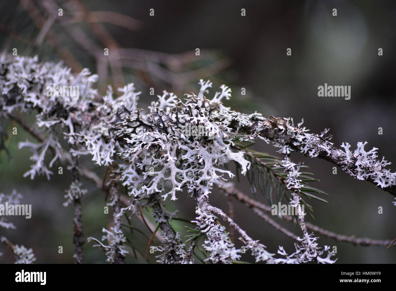 Weißen Parasiten auf einem Baum Stockfoto