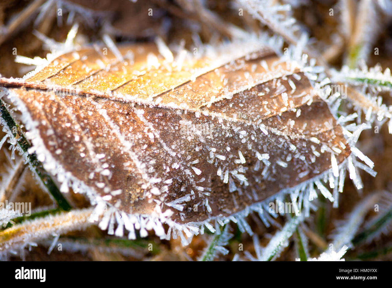 Eisige Winter Blatt Detail eines Winters gefroren gefallen Blatt mit Frost und Eis Teilchen Makro-detail Stockfoto