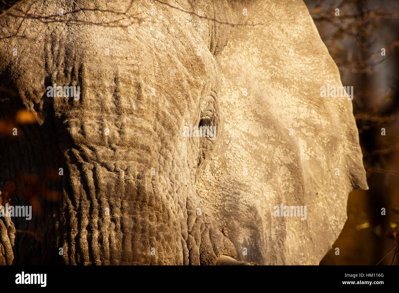 Elefanten hautnah am Etosha Nationalpark, Namibia Stockfoto