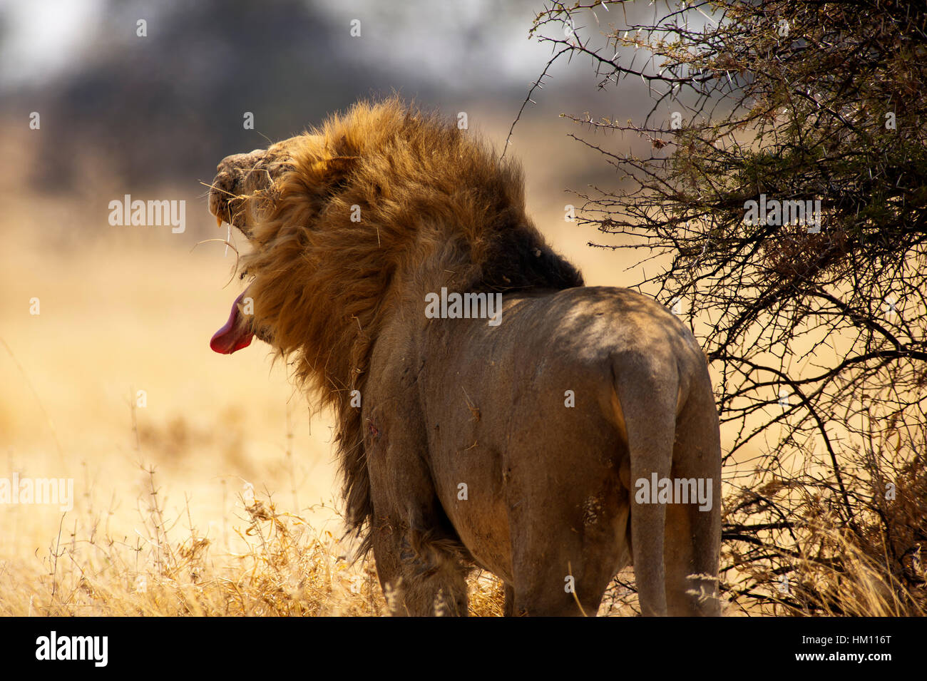 Männlicher Löwe (Panthera leo) im Etosha National Park, Namibia Stockfoto