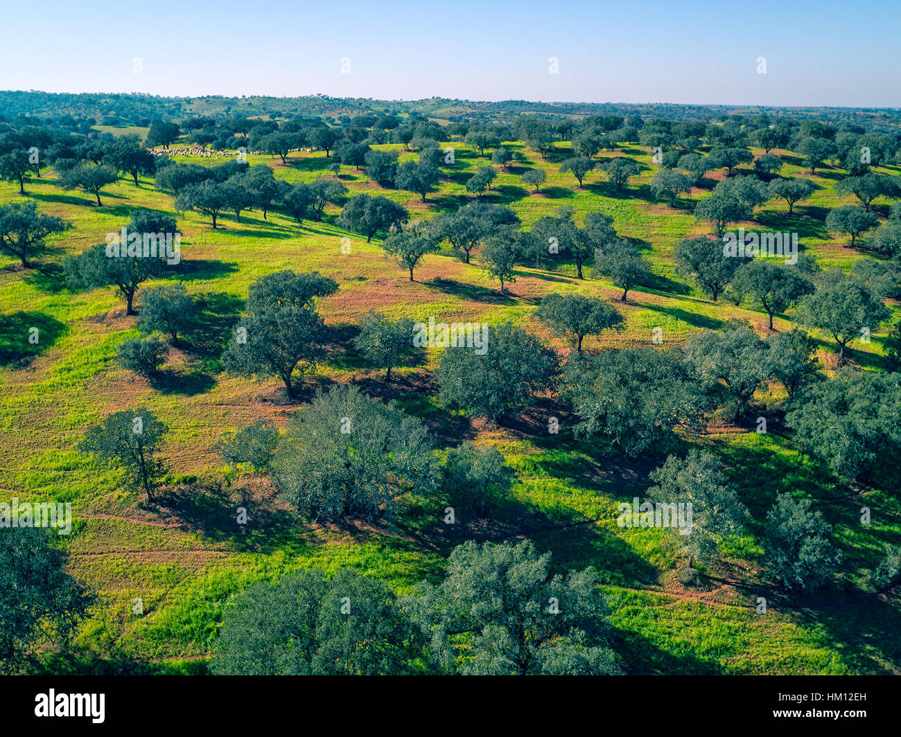 Luftbild-grüne Felder mit Bäumen, Portugal Stockfoto