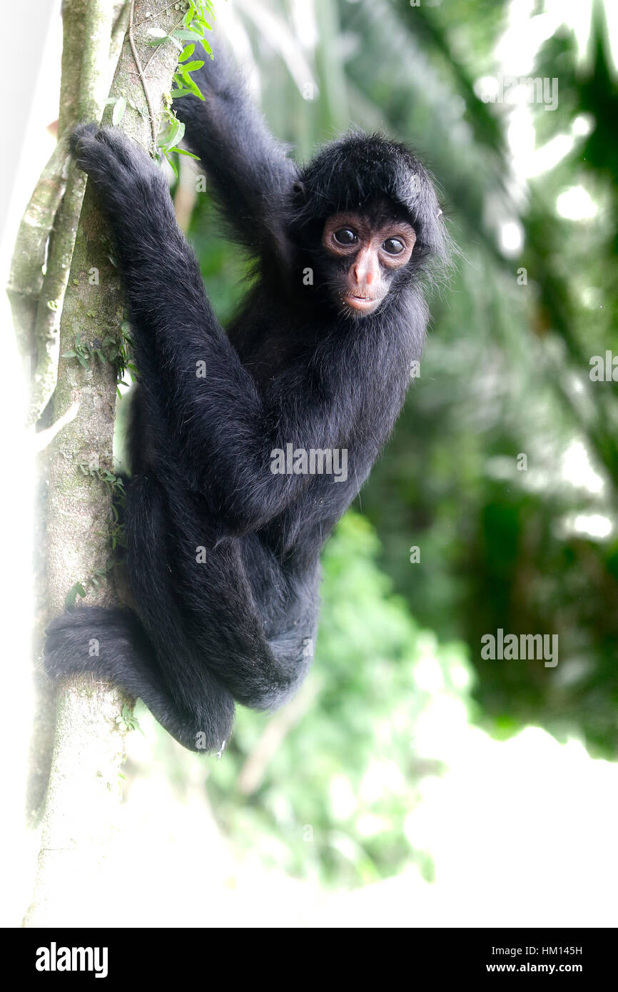 Amazonas in Peru. Fotos auf einem Dschungel Reise nach der Tambopata National Reserve in Peru 2017. Stockfoto