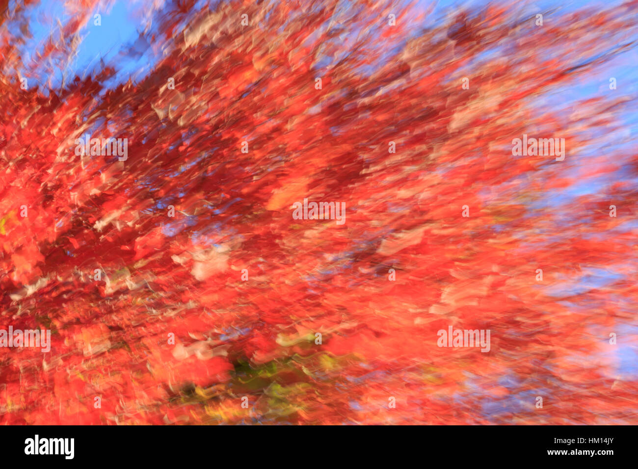 Bewegung verwischt Baum Blätter im Herbst. Stockfoto