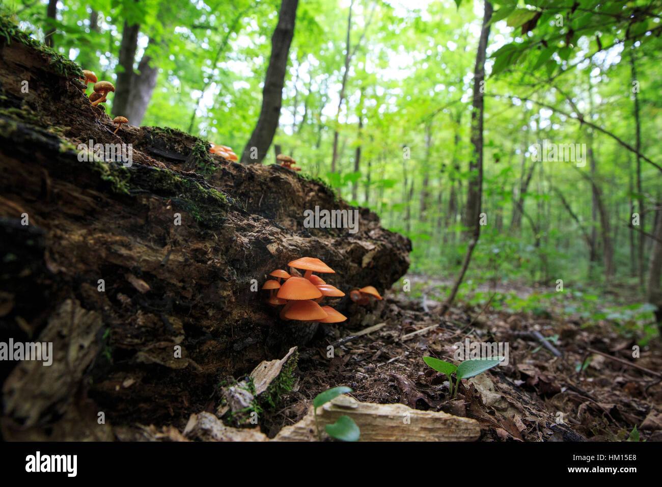 Orange Mycena (Mycena Leaiana) wächst auf einem Baumstamm Stockfoto