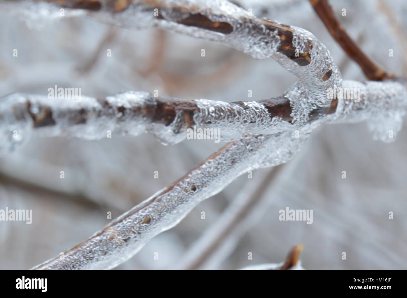 Toten Zweig Abdeckung im Eis Stockfoto