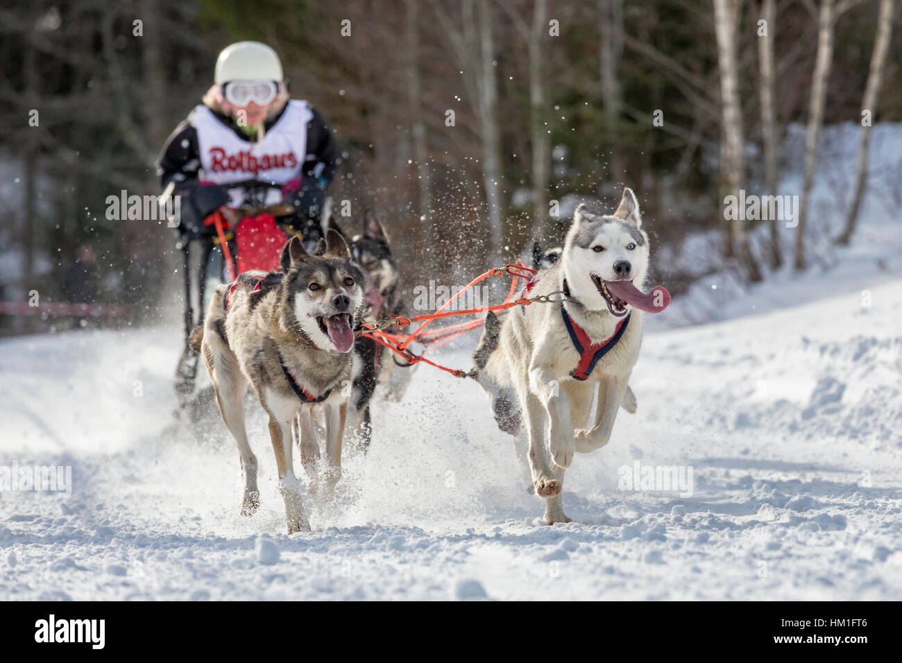 Todtmoos, Baden-Württemberg, Deutschland-28. Januar 2017: Internationales Schlittenhunderennen in Todtmoos / Schwarzwald. Vorderansicht der Schlittenhunde mit weiblichen Musher im Hintergrund. Stockfoto