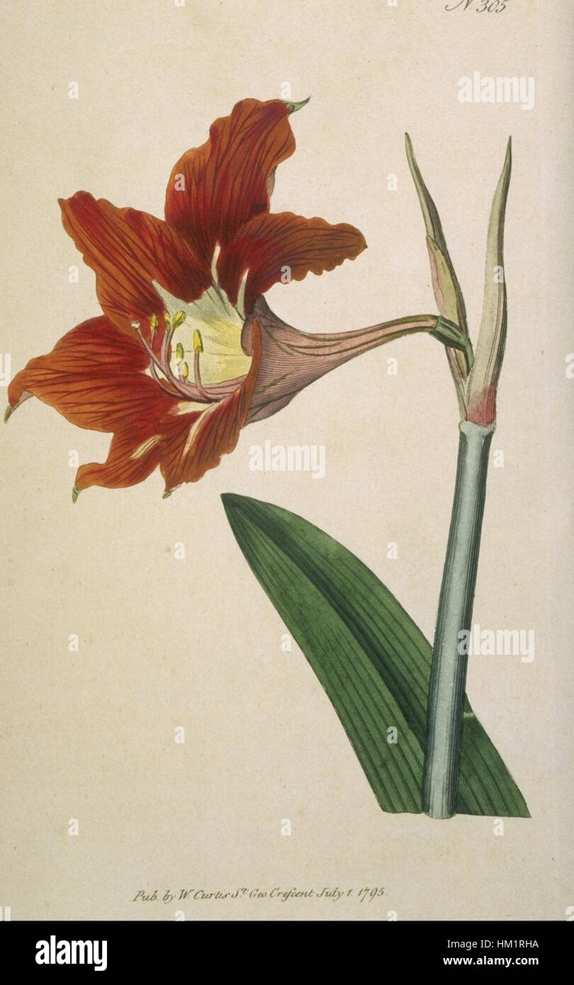 Dieses botanische Kunstwerk zeigt das Hippeastrum puniceum, allgemein bekannt als das scharlachrote amaryllis. Das Stück unterstreicht die leuchtend roten Blüten und die unverwechselbare Form der Pflanze. Stockfoto